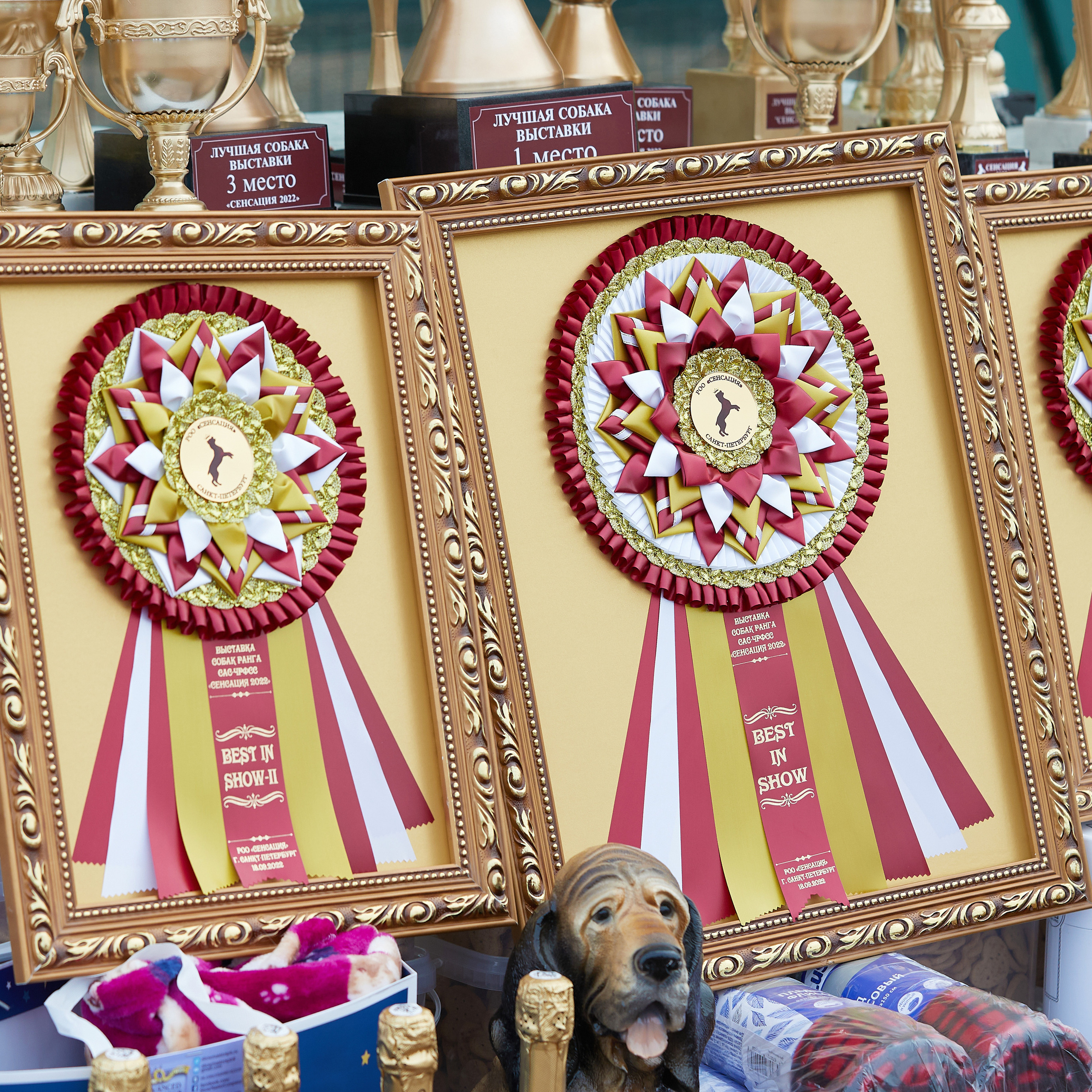 18.09.22 ВЫСТАВКА СОБАК ВСЕХ ПОРОД (CAC, ЧФ) «СЕНСАЦИЯ-2022». Кинологический клуб РКФ РФСС СЕНСАЦИЯ