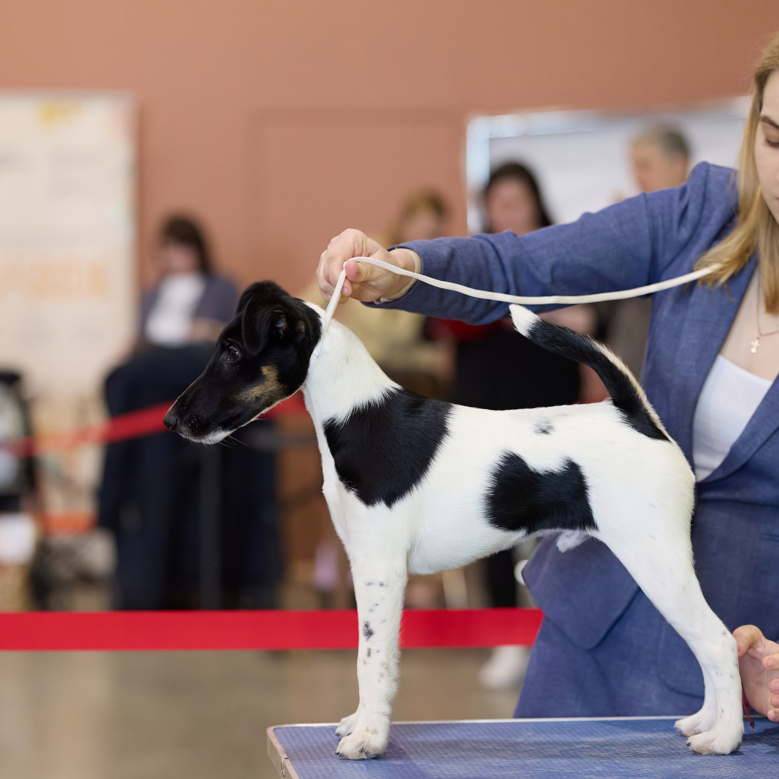 21.03.2026 СПб РОО РУССКИЙ СТИЛЬ. ВЫСТАВКА СОБАК ВСЕХ ПОРОД (САС, ЧФ). Кинологический клуб РКФ РФСС СЕНСАЦИЯ