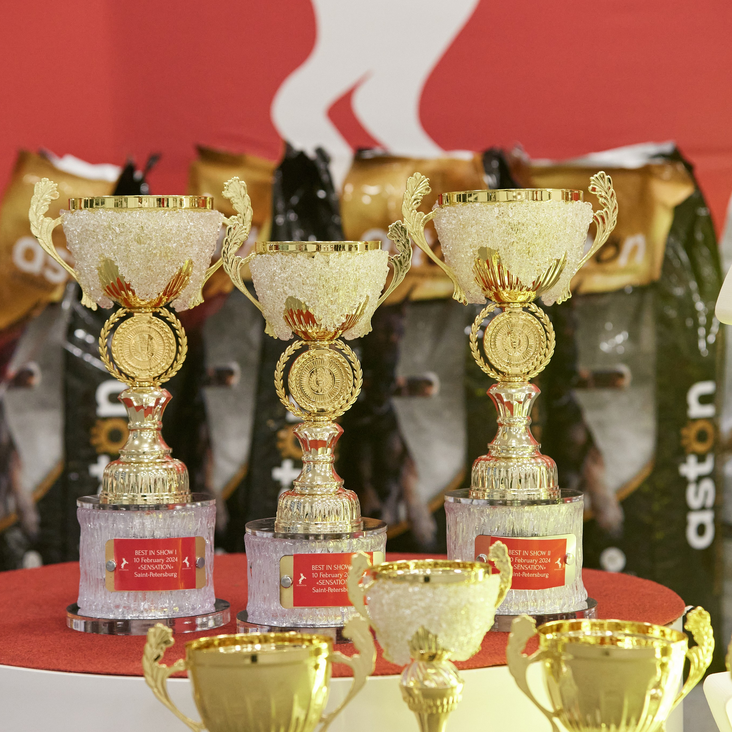 10-11.02.2024 ВЫСТАВКА СОБАК ВСЕХ ПОРОД (САС, ЧФ). Кинологический клуб РКФ РФСС СЕНСАЦИЯ