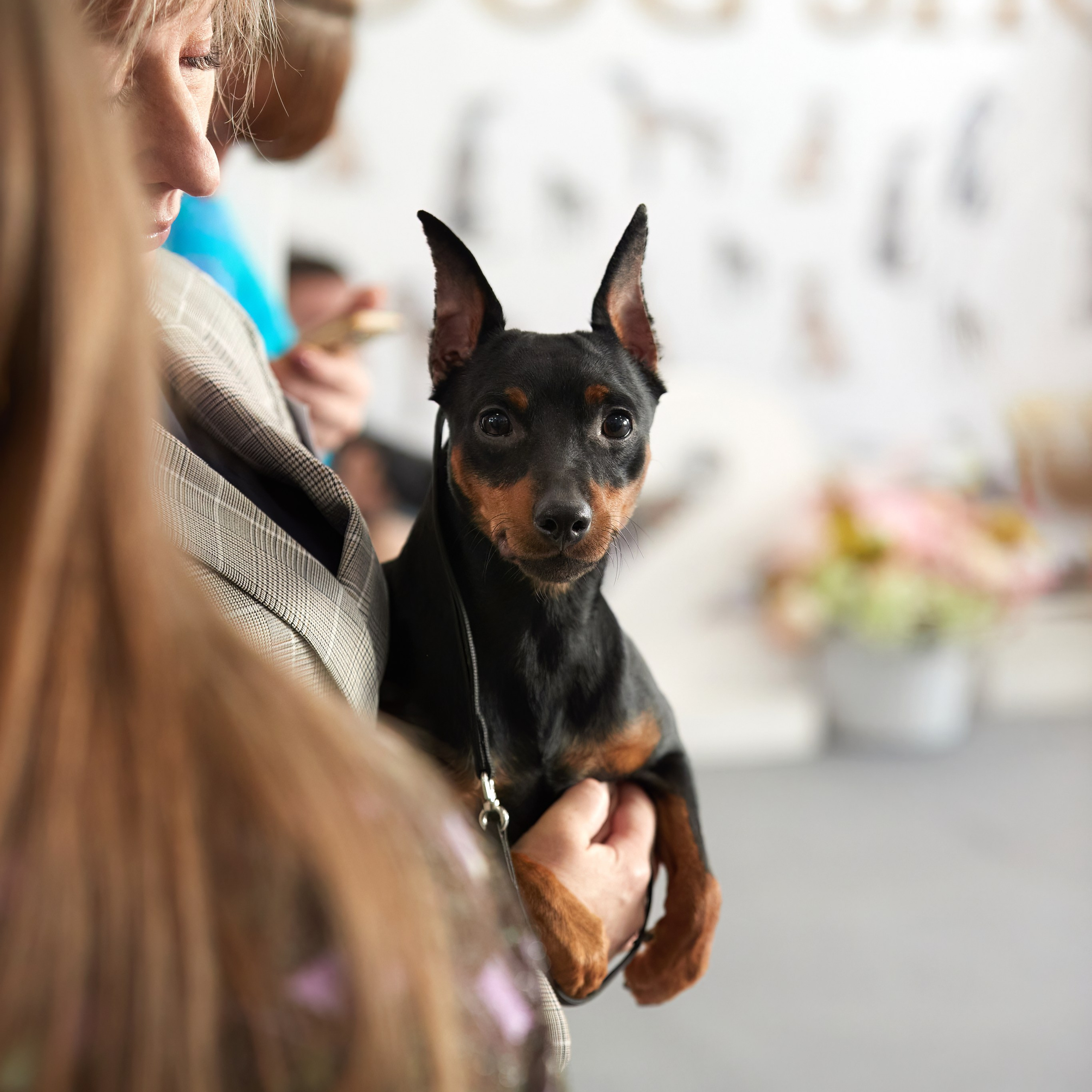 10-11.02.2024 ВЫСТАВКА СОБАК ВСЕХ ПОРОД (САС, ЧФ). Кинологический клуб РКФ РФСС СЕНСАЦИЯ
