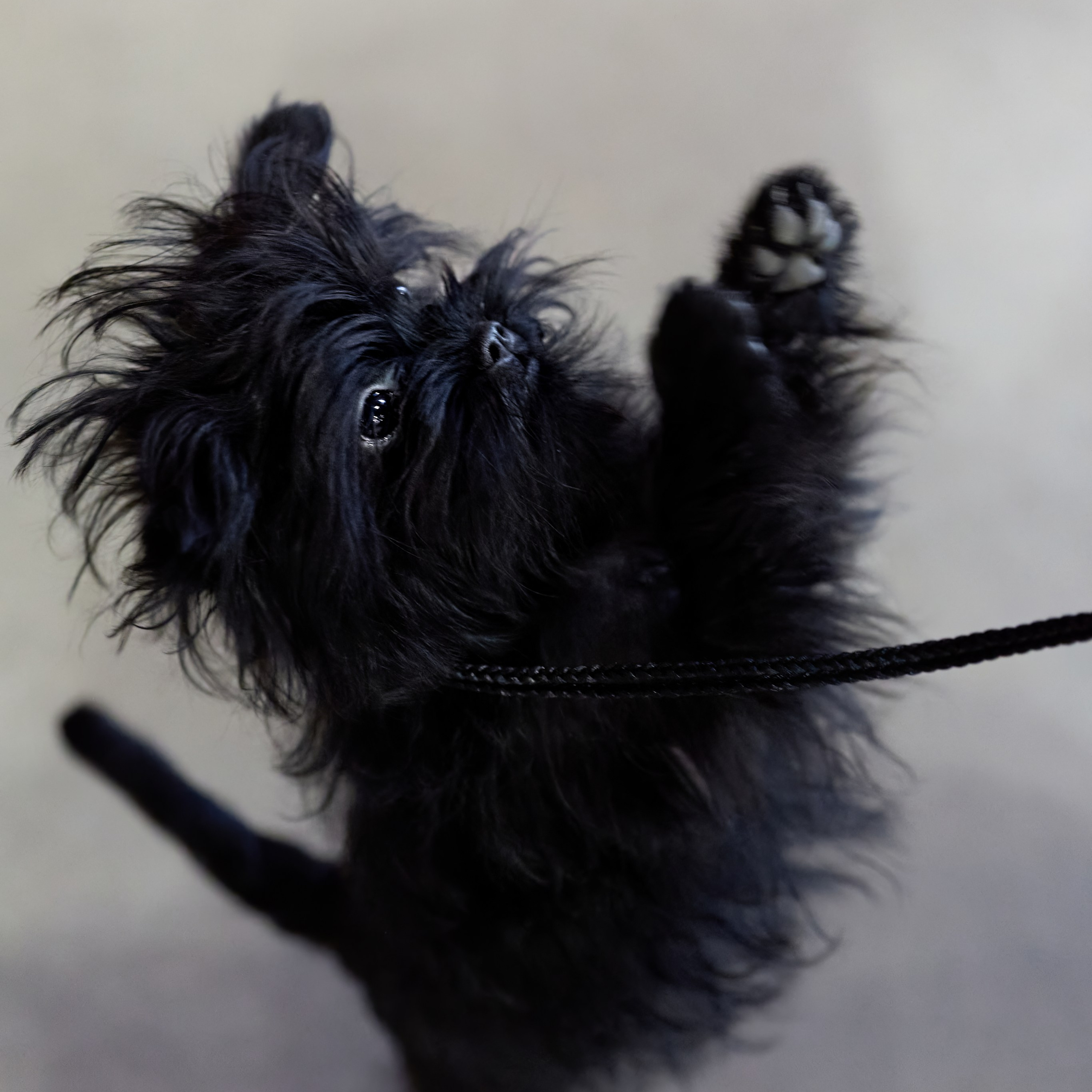 21.03.2026 СПб РОО РУССКИЙ СТИЛЬ. ВЫСТАВКА СОБАК ВСЕХ ПОРОД (САС, ЧФ). Кинологический клуб РКФ РФСС СЕНСАЦИЯ