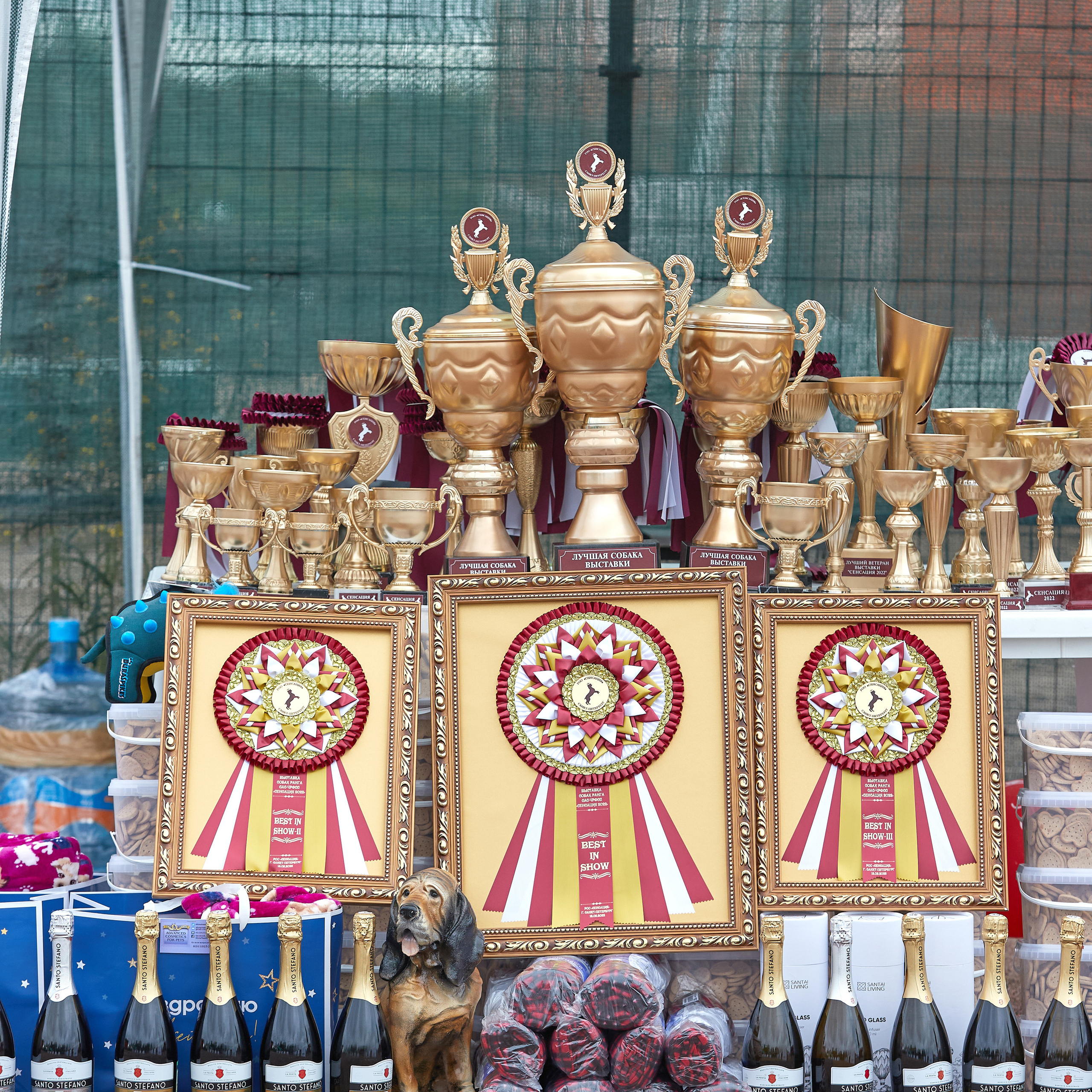 18.09.22 ВЫСТАВКА СОБАК ВСЕХ ПОРОД (CAC, ЧФ) «СЕНСАЦИЯ-2022». Кинологический клуб РКФ РФСС СЕНСАЦИЯ