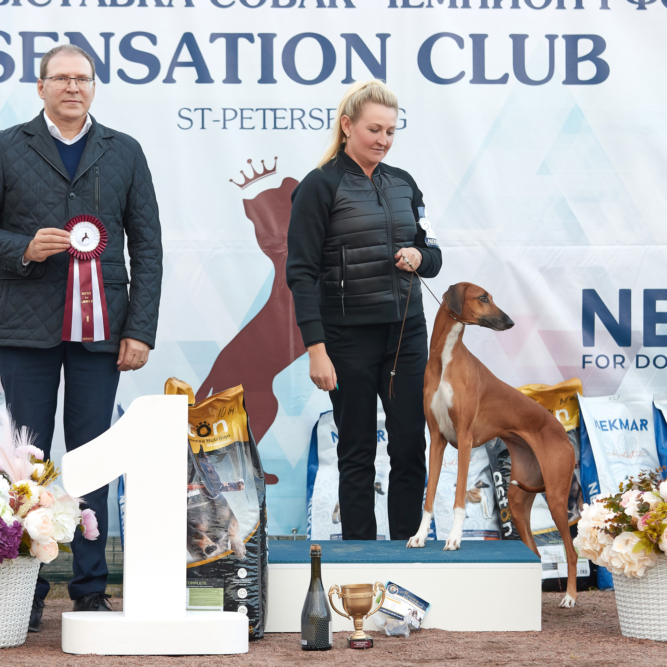 18.09.22 ВЫСТАВКА СОБАК ВСЕХ ПОРОД (CAC, ЧФ) «СЕНСАЦИЯ-2022». Кинологический клуб РКФ РФСС СЕНСАЦИЯ
