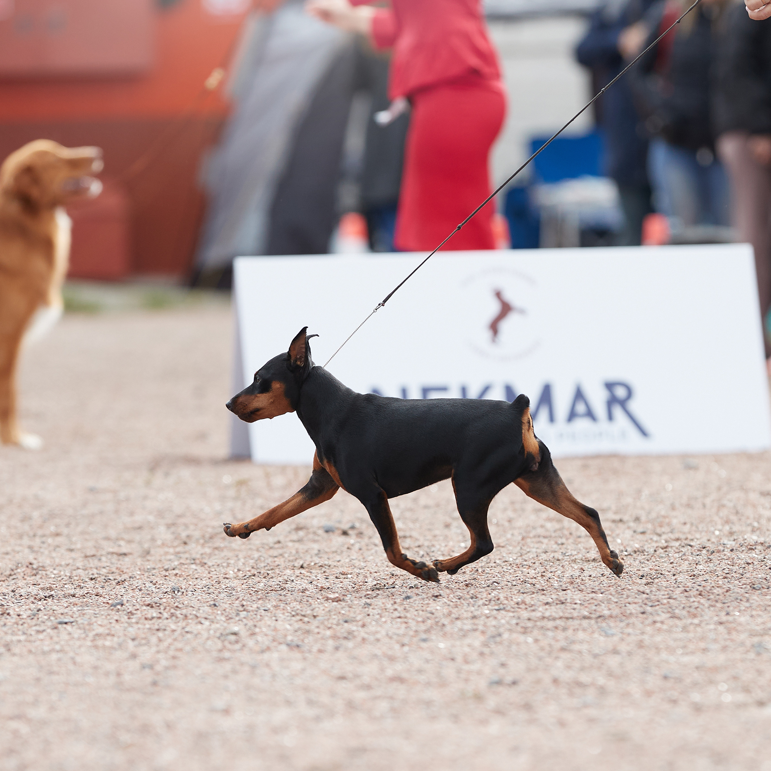 18.09.22 ВЫСТАВКА СОБАК ВСЕХ ПОРОД (CAC, ЧФ) «СЕНСАЦИЯ-2022». Кинологический клуб РКФ РФСС СЕНСАЦИЯ