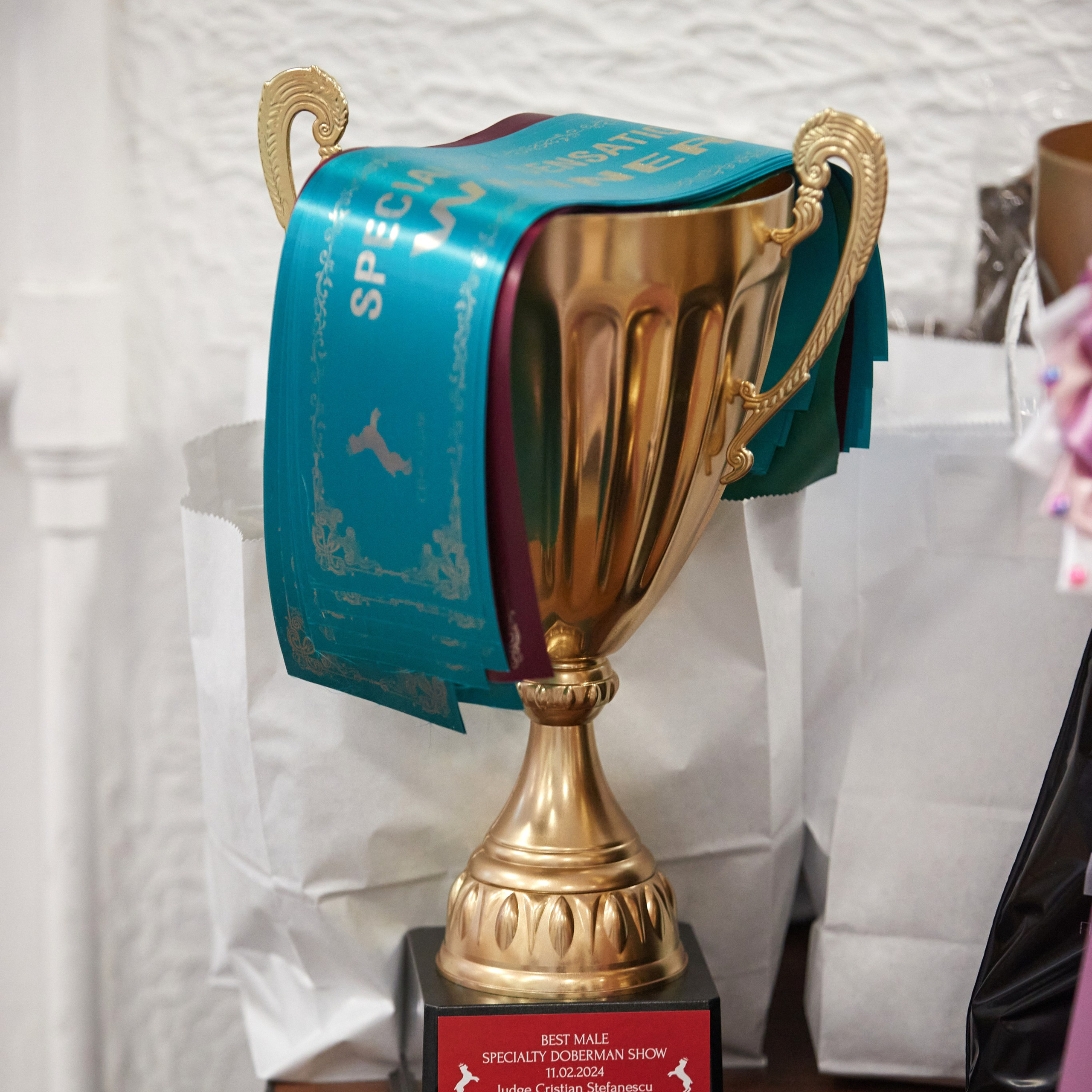 10-11.02.2024 ВЫСТАВКА СОБАК ВСЕХ ПОРОД (САС, ЧФ). Кинологический клуб РКФ РФСС СЕНСАЦИЯ