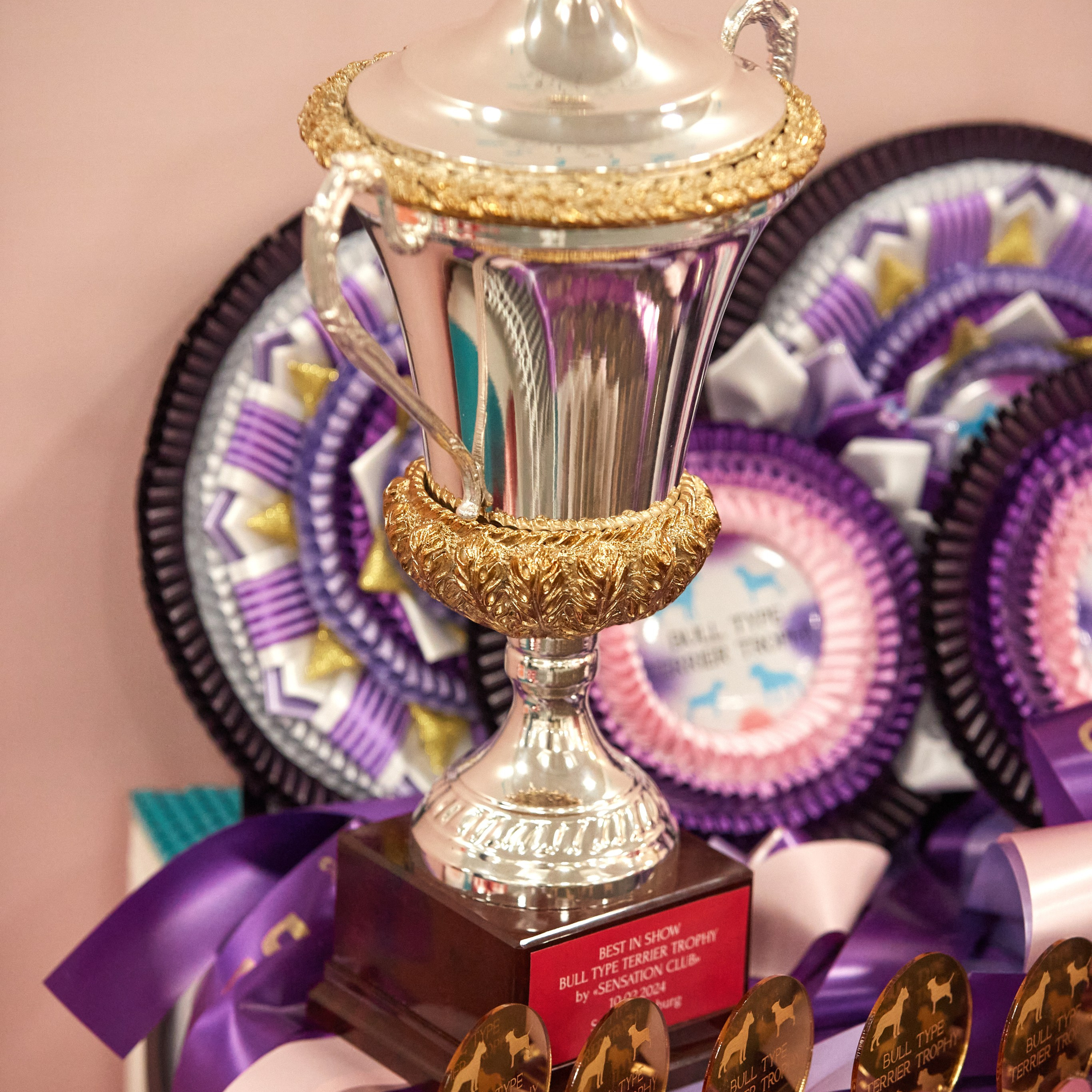 10-11.02.2024 ВЫСТАВКА СОБАК ВСЕХ ПОРОД (САС, ЧФ). Кинологический клуб РКФ РФСС СЕНСАЦИЯ