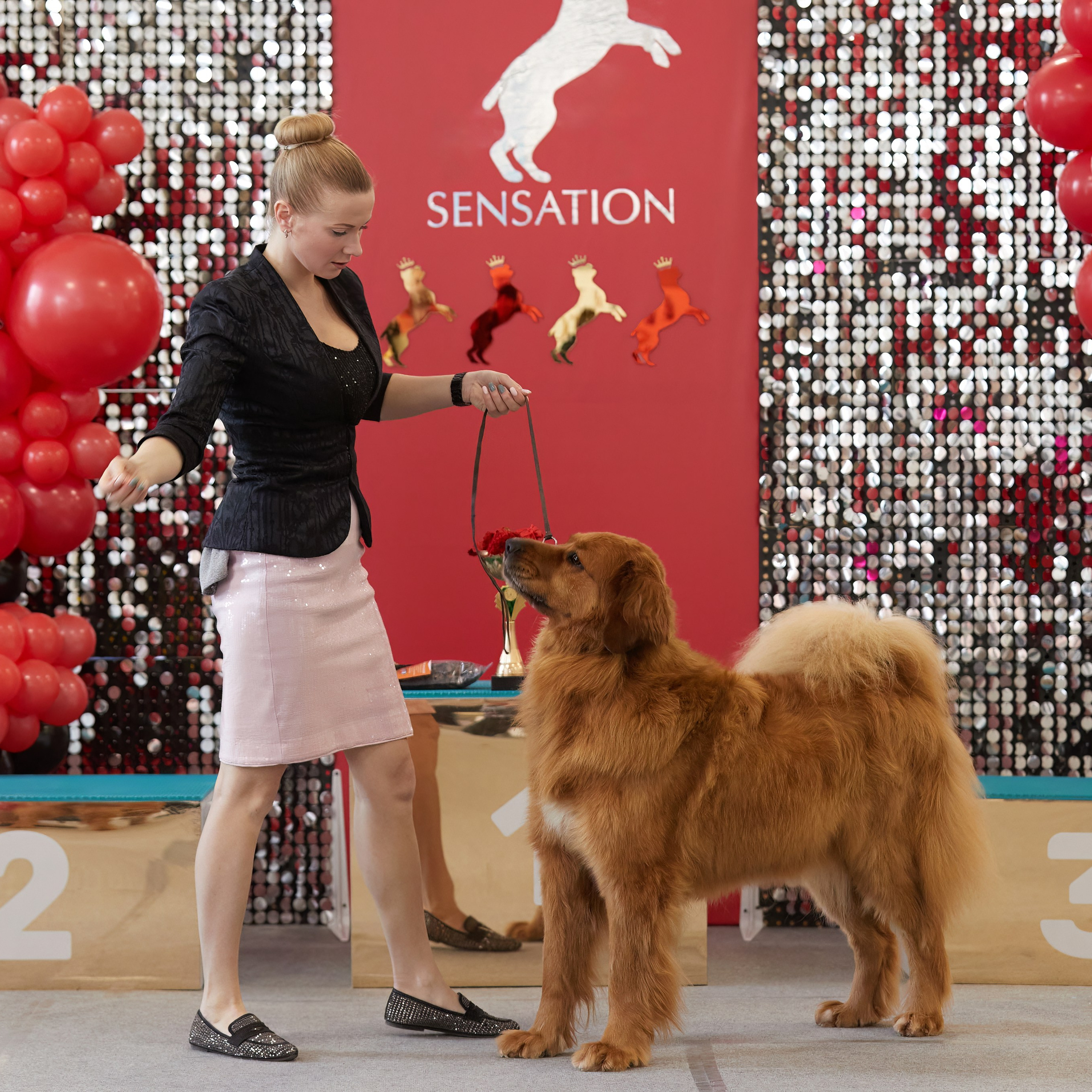 10-11.02.2024 ВЫСТАВКА СОБАК ВСЕХ ПОРОД (САС, ЧФ). Кинологический клуб РКФ РФСС СЕНСАЦИЯ