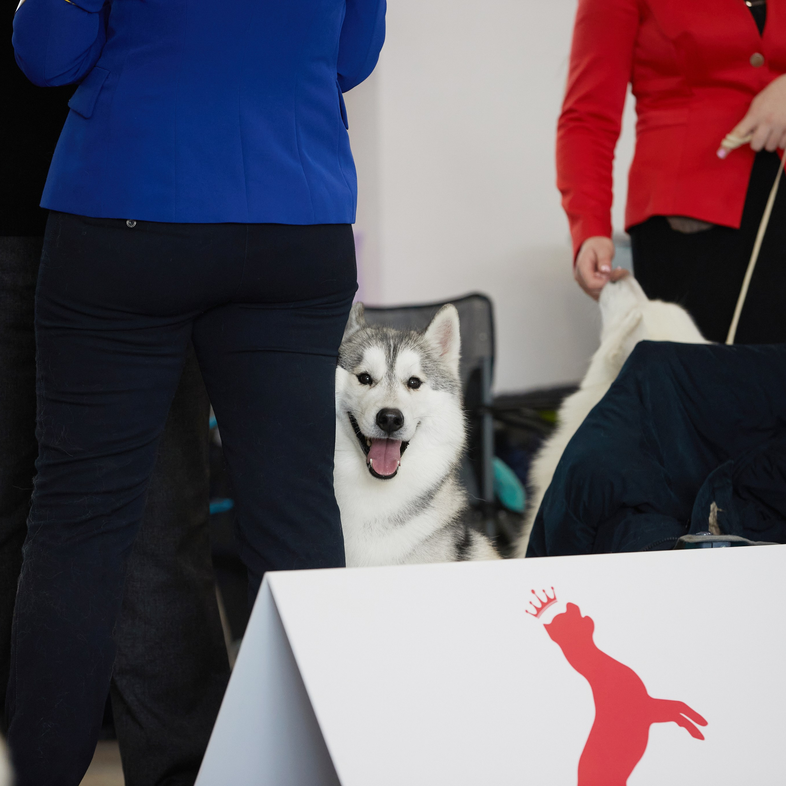 10-11.02.2024 ВЫСТАВКА СОБАК ВСЕХ ПОРОД (САС, ЧФ). Кинологический клуб РКФ РФСС СЕНСАЦИЯ