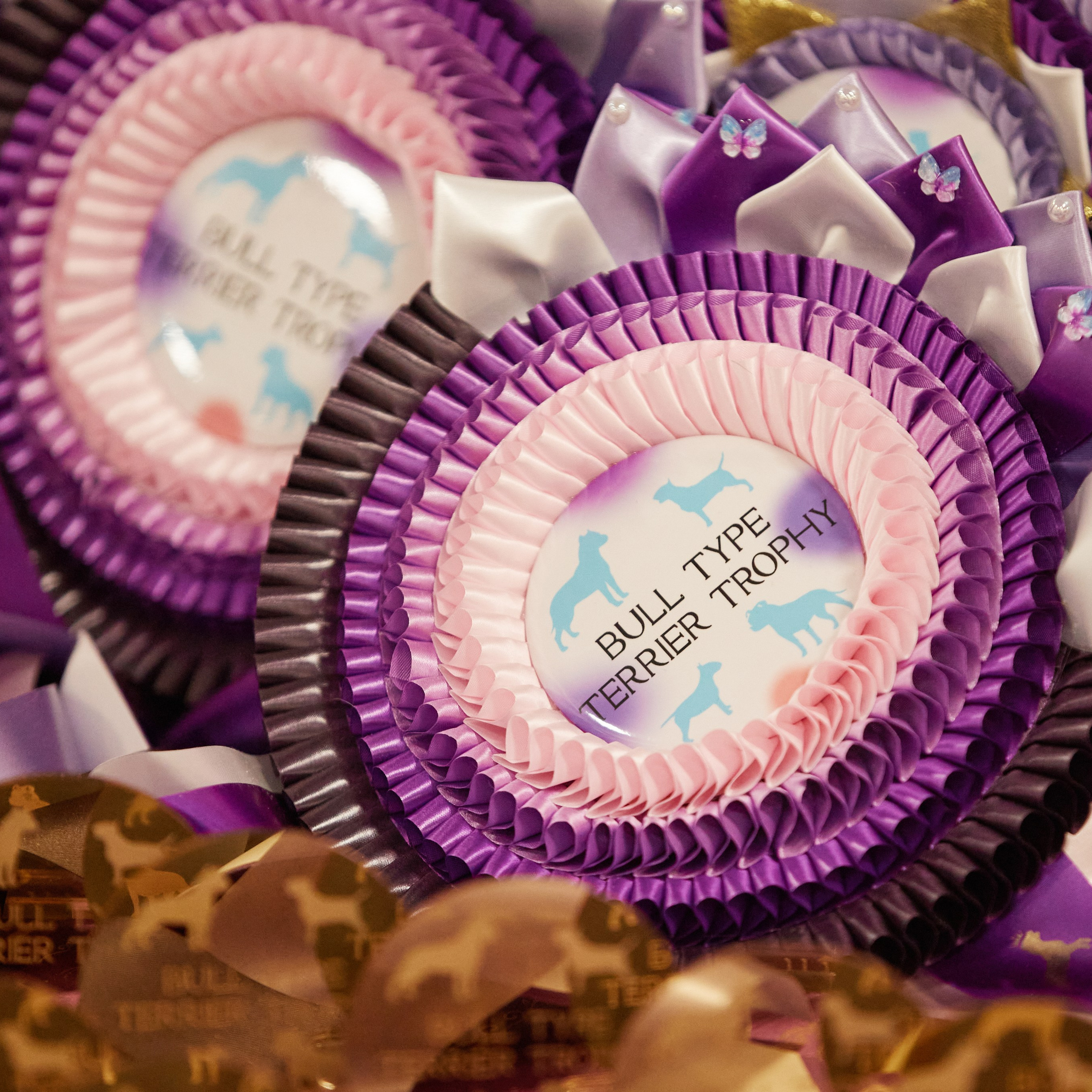 10-11.02.2024 ВЫСТАВКА СОБАК ВСЕХ ПОРОД (САС, ЧФ). Кинологический клуб РКФ РФСС СЕНСАЦИЯ