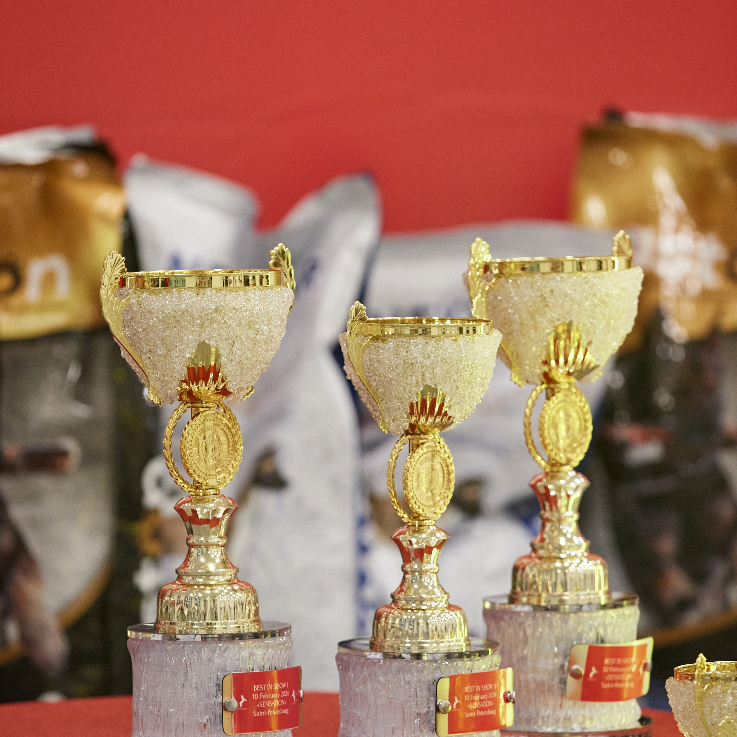 10-11.02.2024 ВЫСТАВКА СОБАК ВСЕХ ПОРОД (САС, ЧФ). Кинологический клуб РКФ РФСС СЕНСАЦИЯ