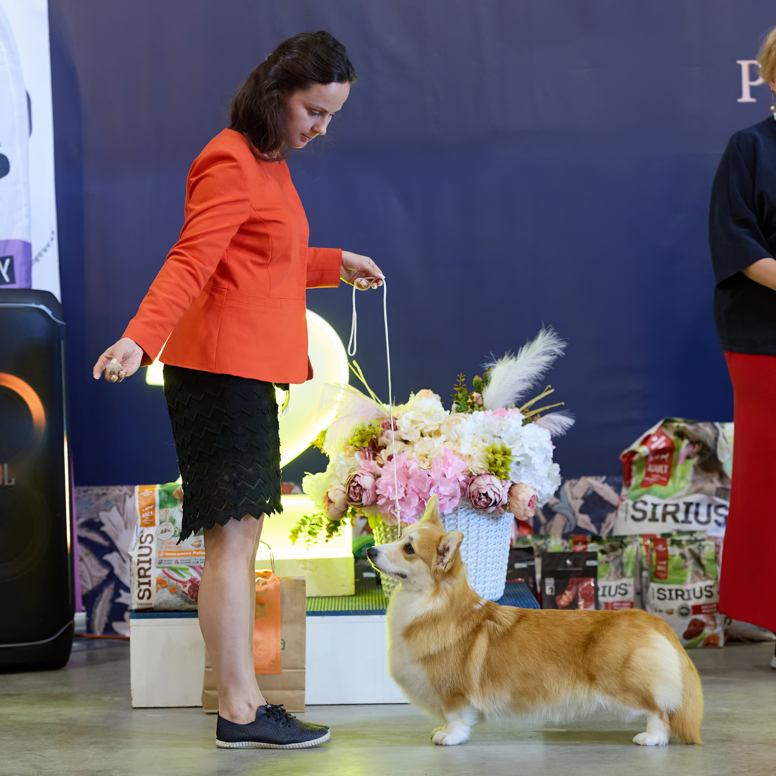21.03.2026 СПб РОО РУССКИЙ СТИЛЬ. ВЫСТАВКА СОБАК ВСЕХ ПОРОД (САС, ЧФ). Кинологический клуб РКФ РФСС СЕНСАЦИЯ