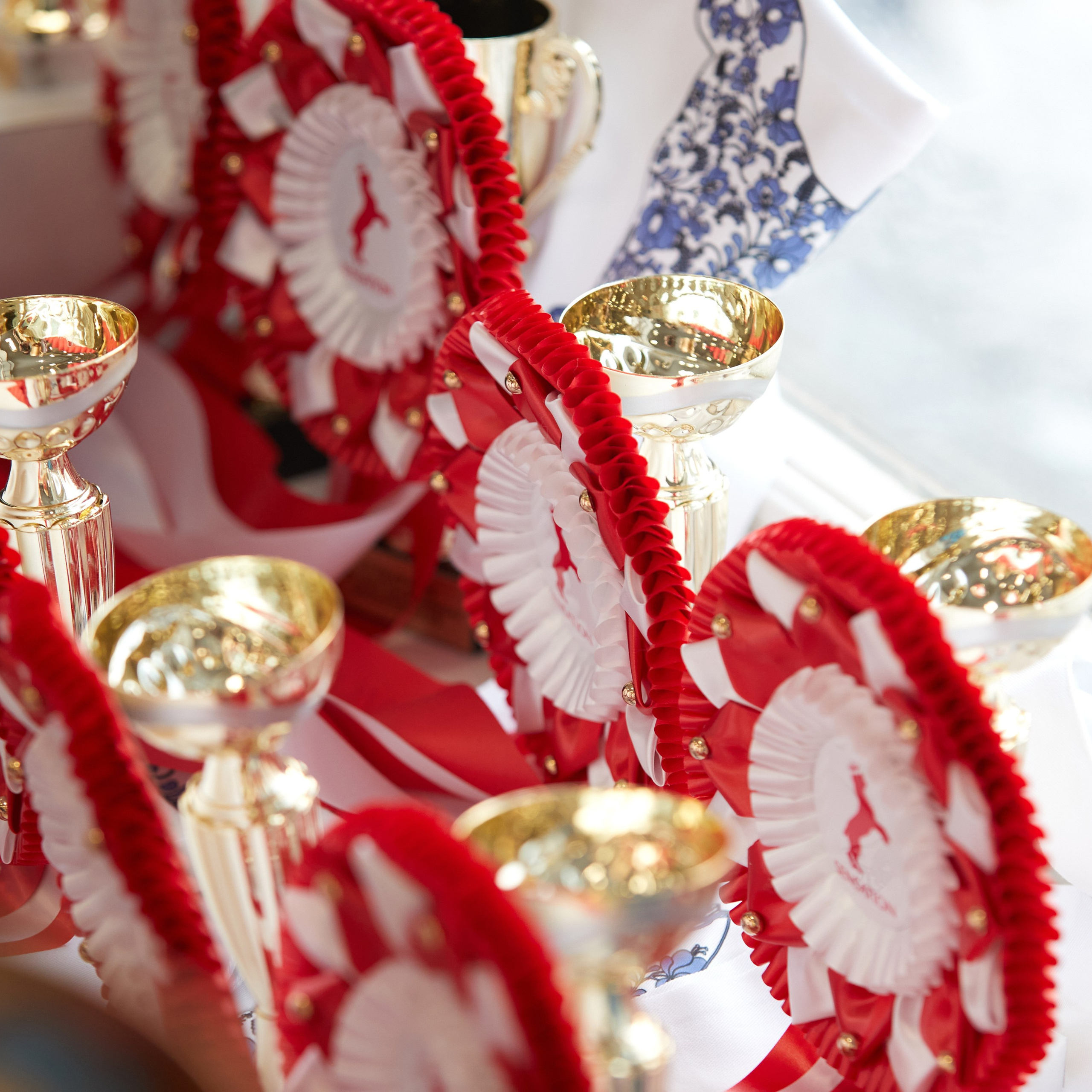 10-11.02.2024 ВЫСТАВКА СОБАК ВСЕХ ПОРОД (САС, ЧФ). Кинологический клуб РКФ РФСС СЕНСАЦИЯ