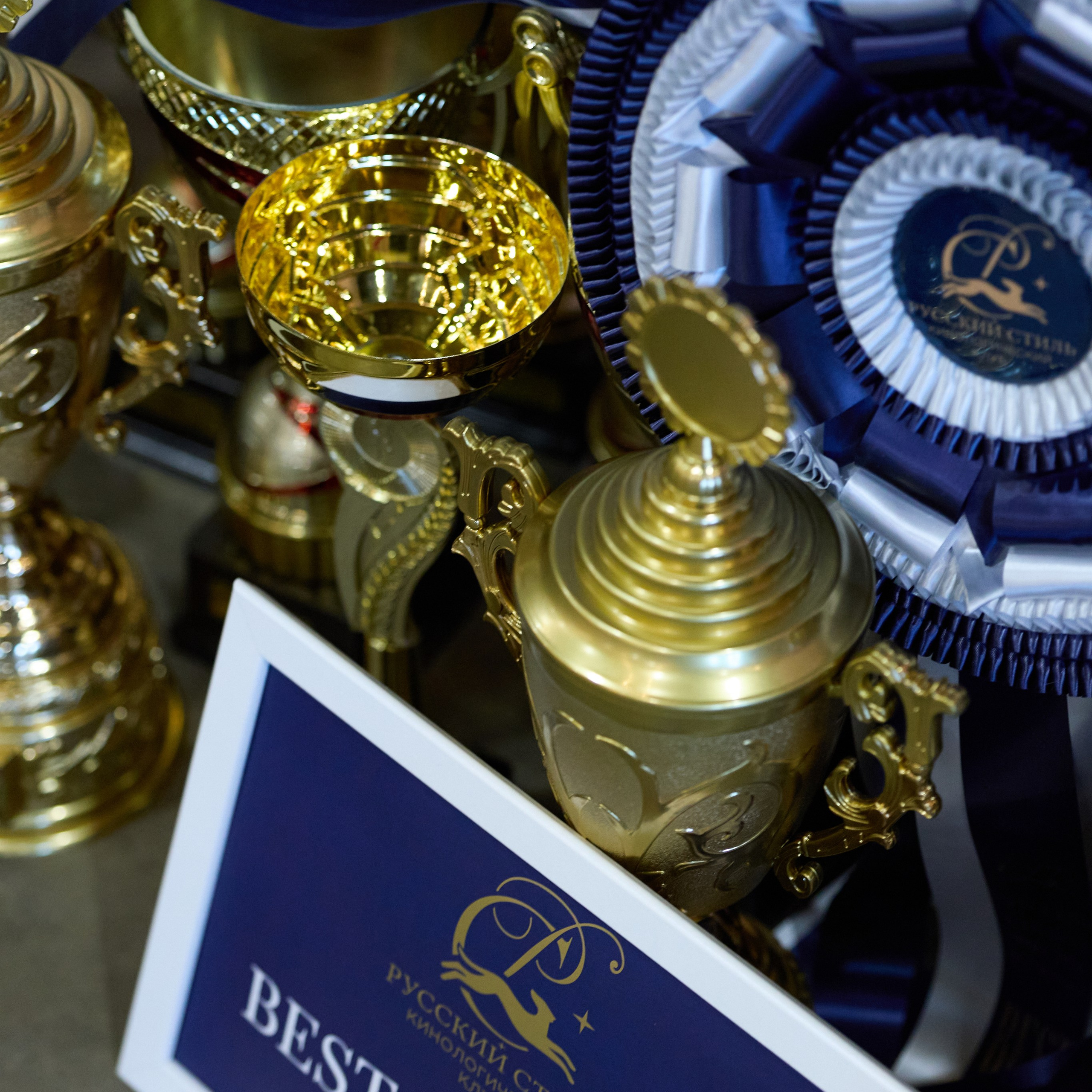 21.03.2026 СПб РОО РУССКИЙ СТИЛЬ. ВЫСТАВКА СОБАК ВСЕХ ПОРОД (САС, ЧФ). Кинологический клуб РКФ РФСС СЕНСАЦИЯ