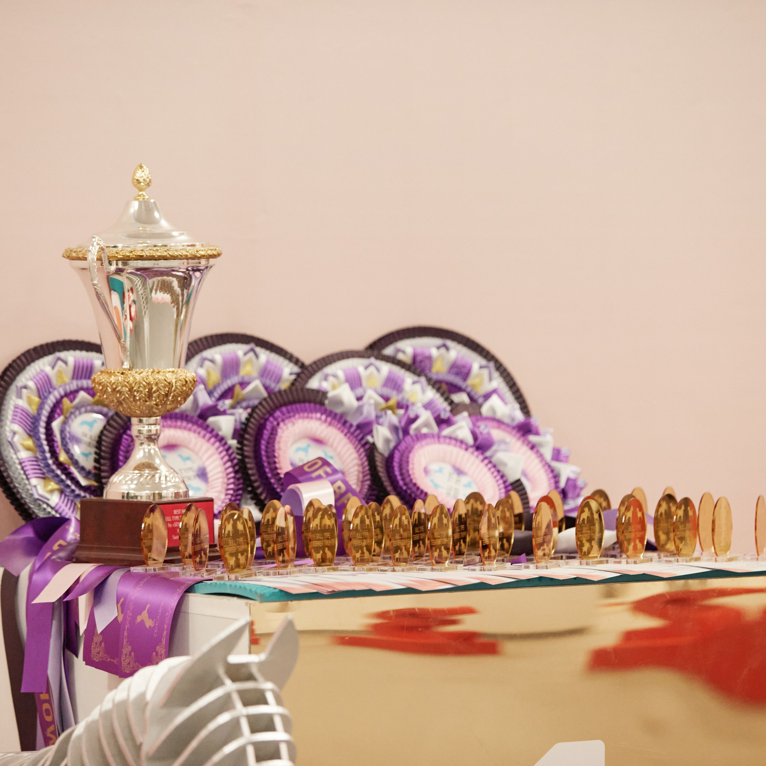 10-11.02.2024 ВЫСТАВКА СОБАК ВСЕХ ПОРОД (САС, ЧФ). Кинологический клуб РКФ РФСС СЕНСАЦИЯ