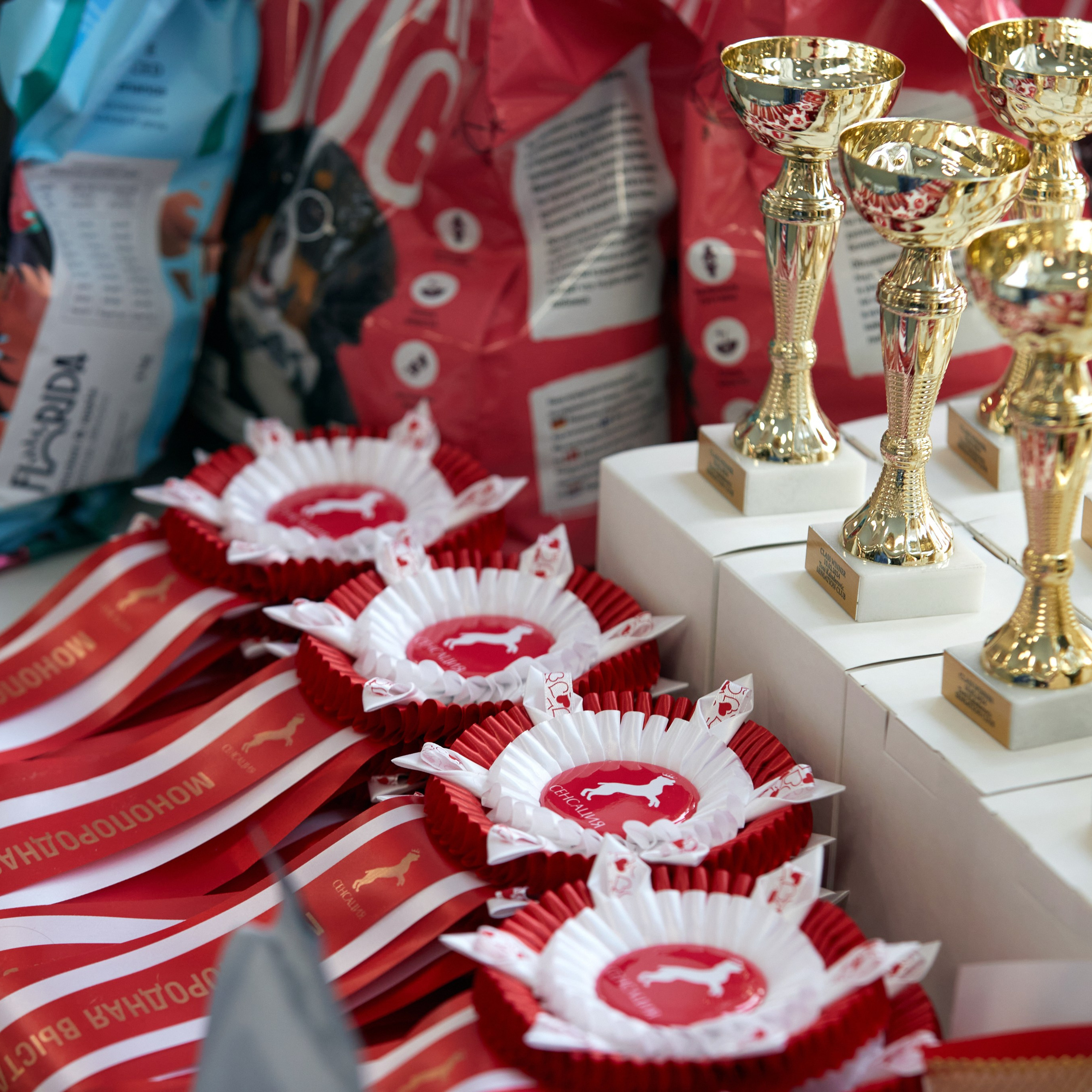 10-11.02.2024 ВЫСТАВКА СОБАК ВСЕХ ПОРОД (САС, ЧФ). Кинологический клуб РКФ РФСС СЕНСАЦИЯ