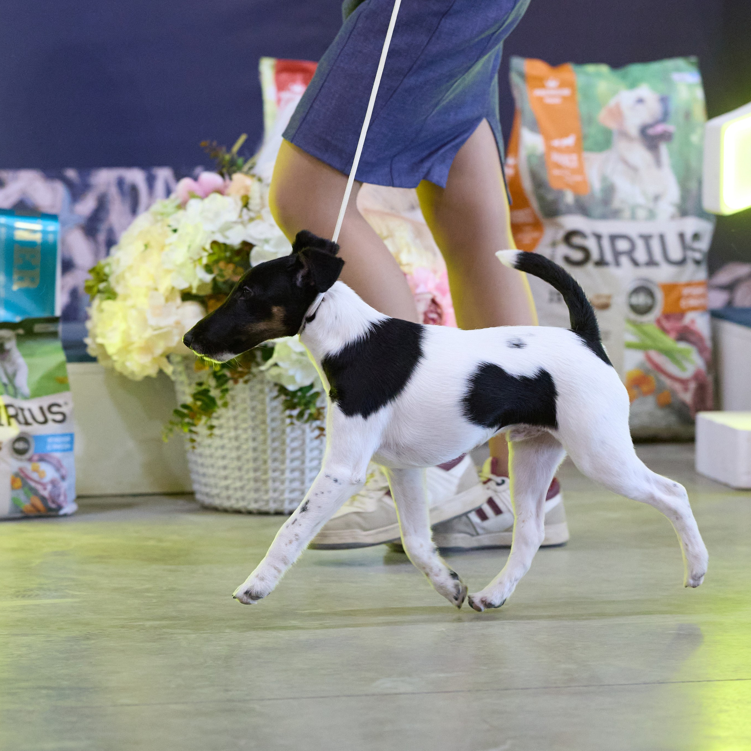21.03.2026 СПб РОО РУССКИЙ СТИЛЬ. ВЫСТАВКА СОБАК ВСЕХ ПОРОД (САС, ЧФ). Кинологический клуб РКФ РФСС СЕНСАЦИЯ