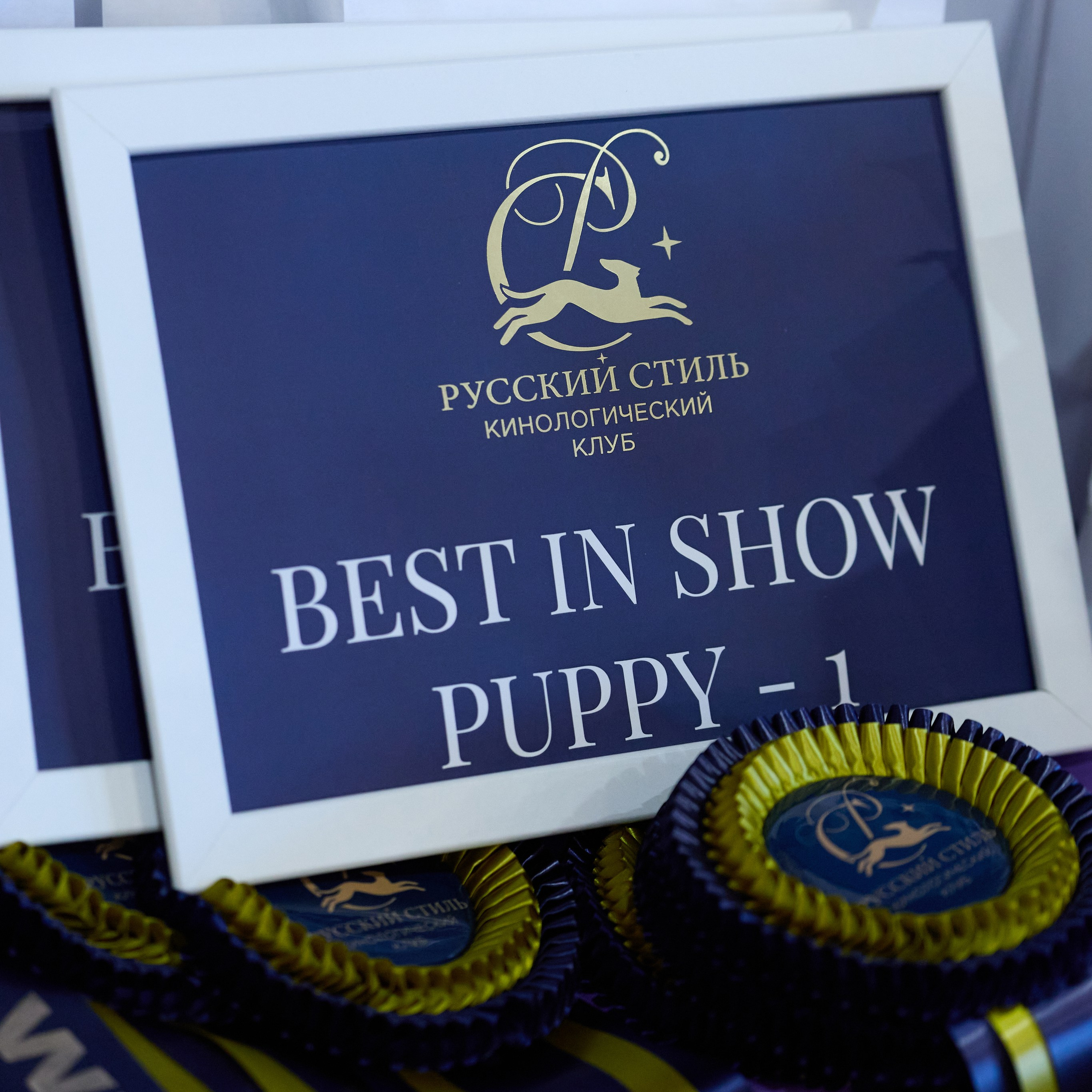 21.03.2026 СПб РОО РУССКИЙ СТИЛЬ. ВЫСТАВКА СОБАК ВСЕХ ПОРОД (САС, ЧФ). Кинологический клуб РКФ РФСС СЕНСАЦИЯ