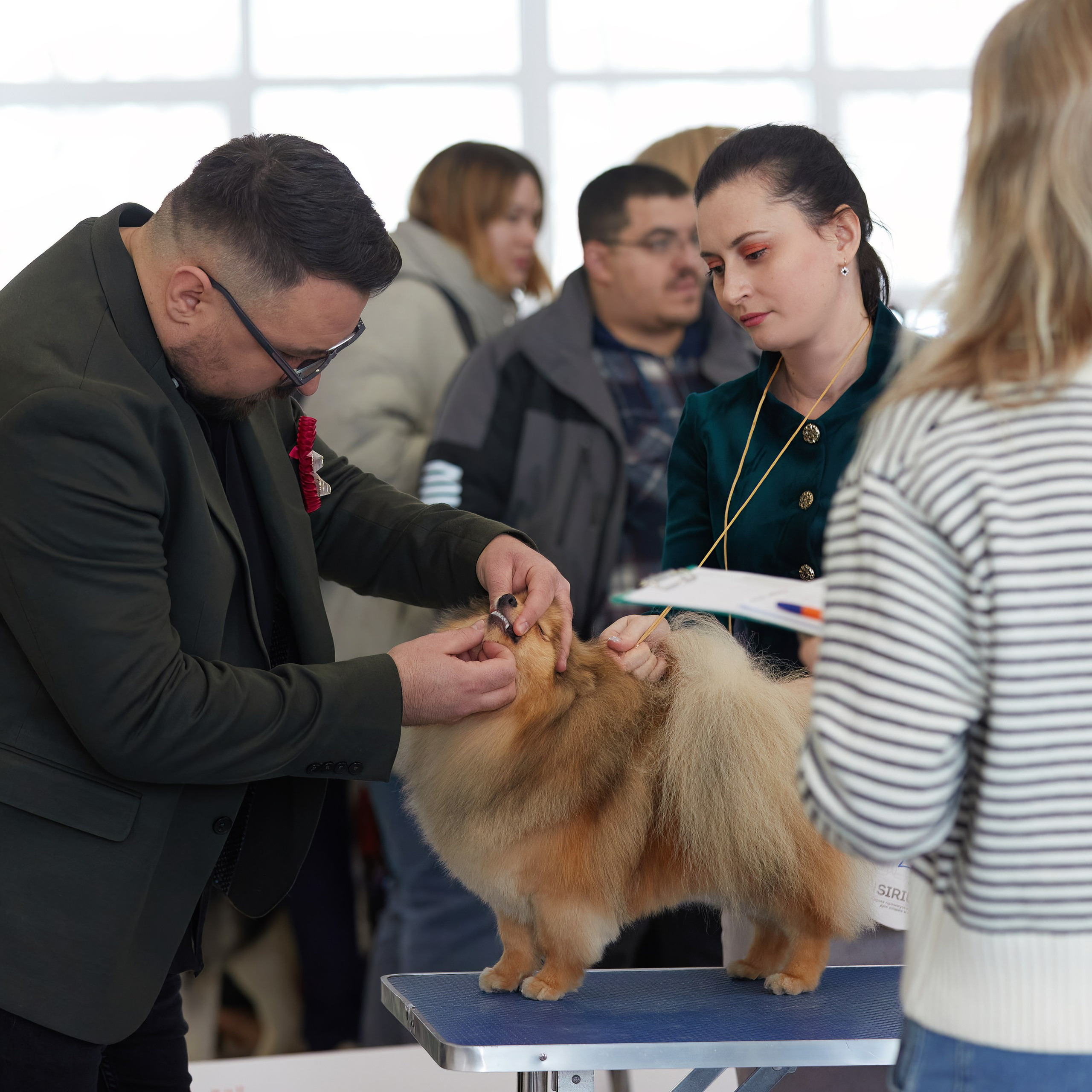 10-11.02.2024 ВЫСТАВКА СОБАК ВСЕХ ПОРОД (САС, ЧФ). Кинологический клуб РКФ РФСС СЕНСАЦИЯ