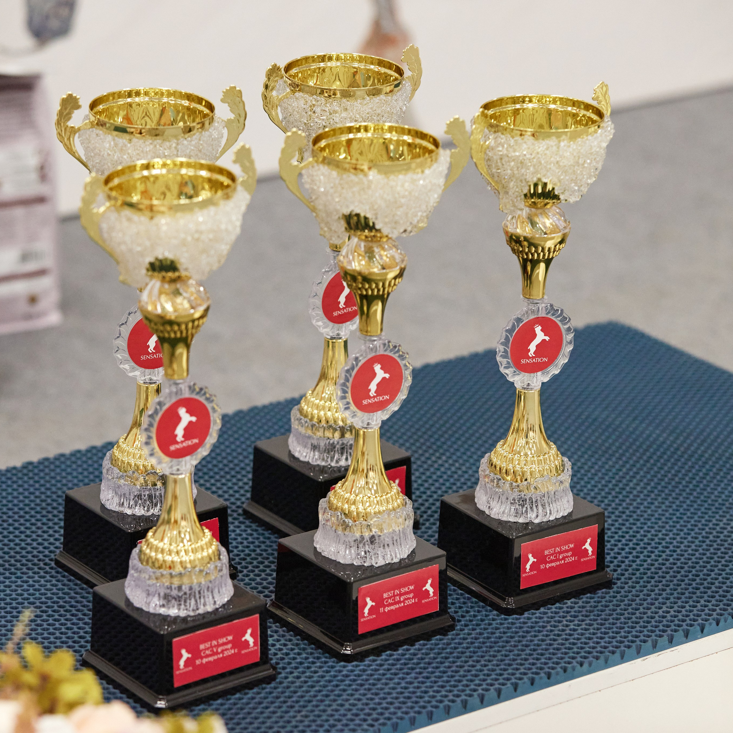 10-11.02.2024 ВЫСТАВКА СОБАК ВСЕХ ПОРОД (САС, ЧФ). Кинологический клуб РКФ РФСС СЕНСАЦИЯ