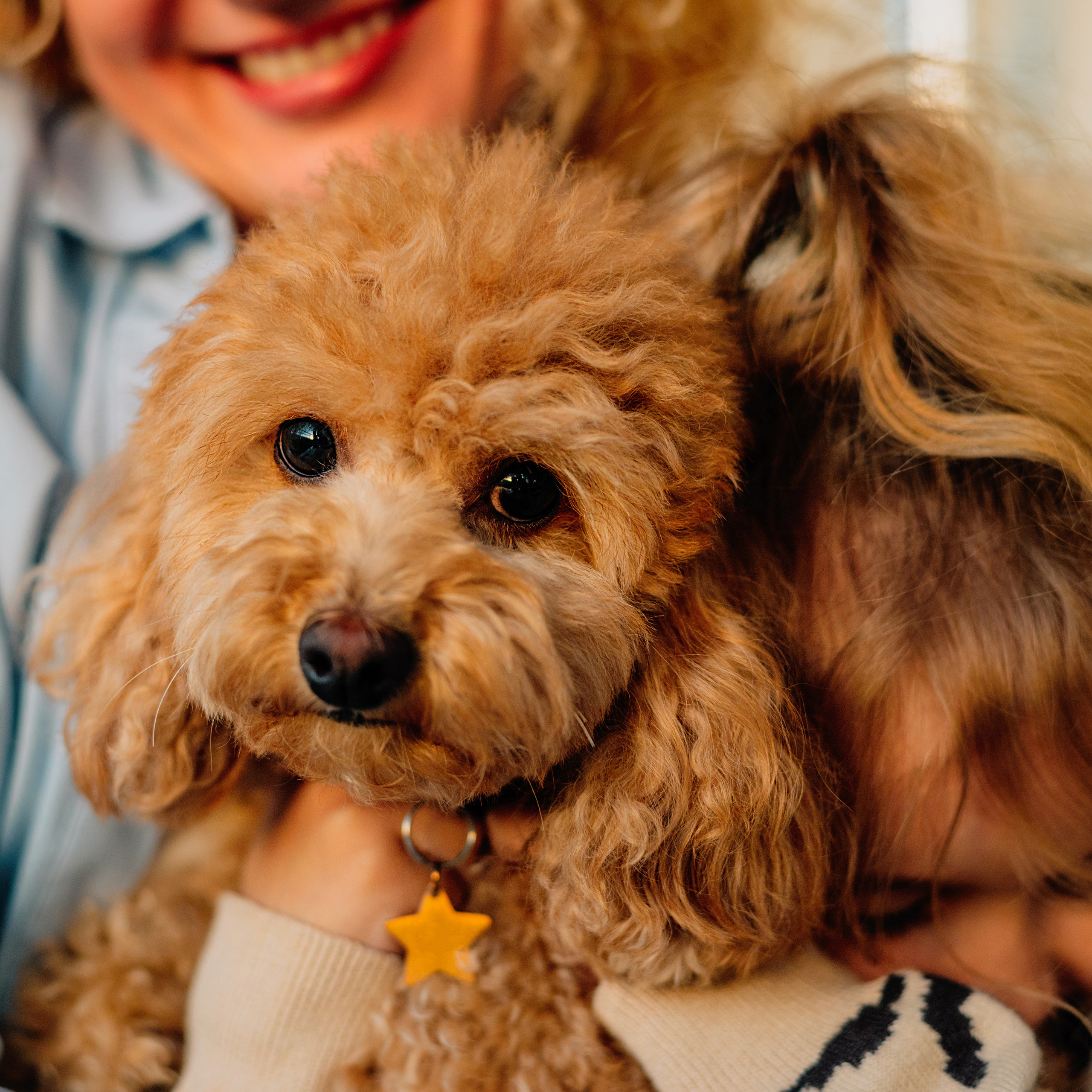 Любители животных