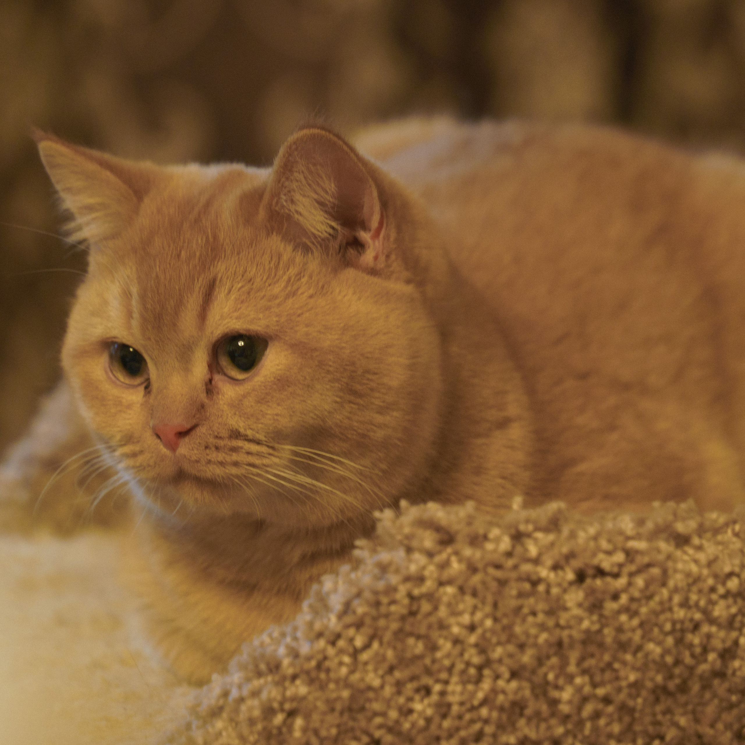 Отзывы о видеографе Татьяне Осининой. Видеограф Осинина Татьяна — видеосъемка в Москве