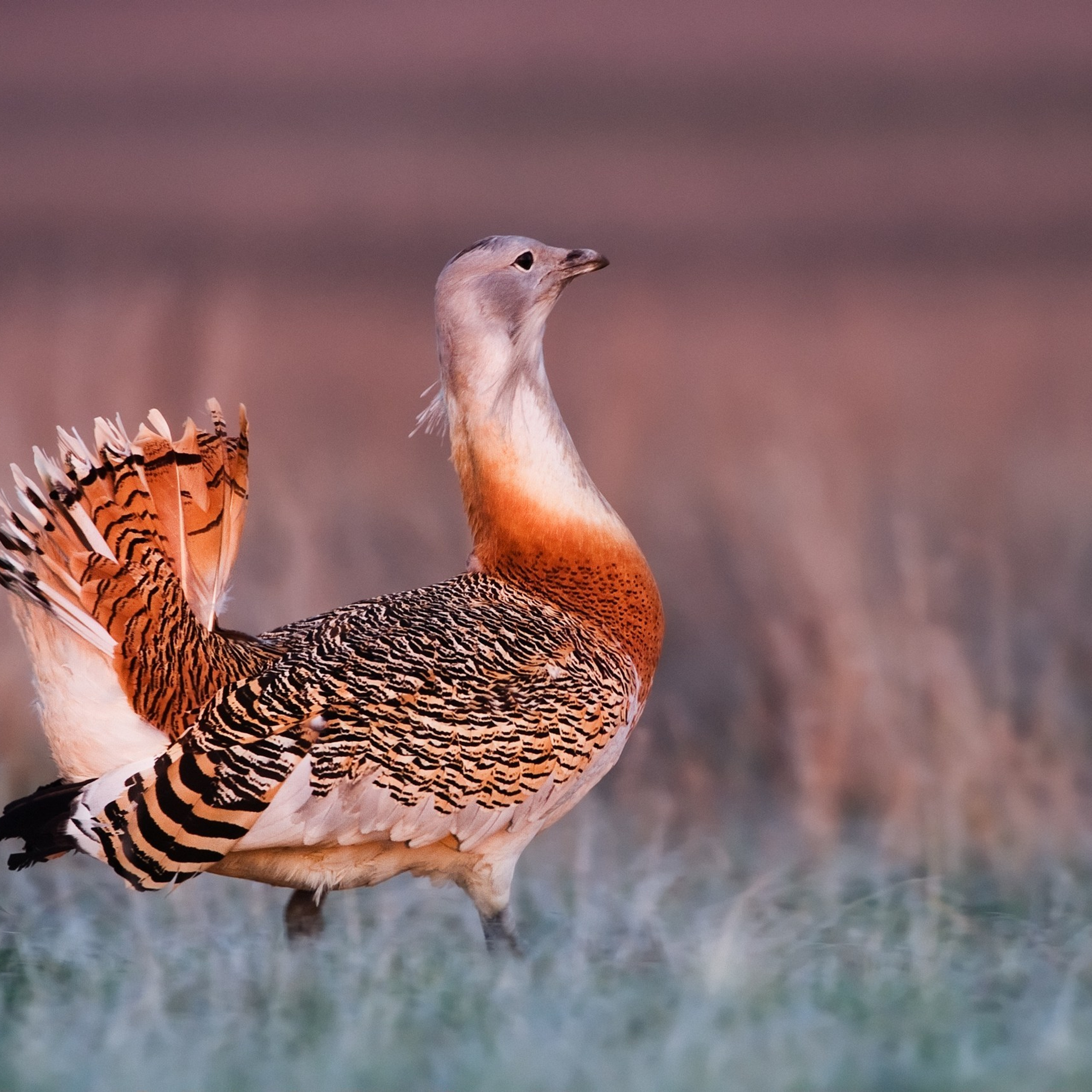 Средняя полоса России