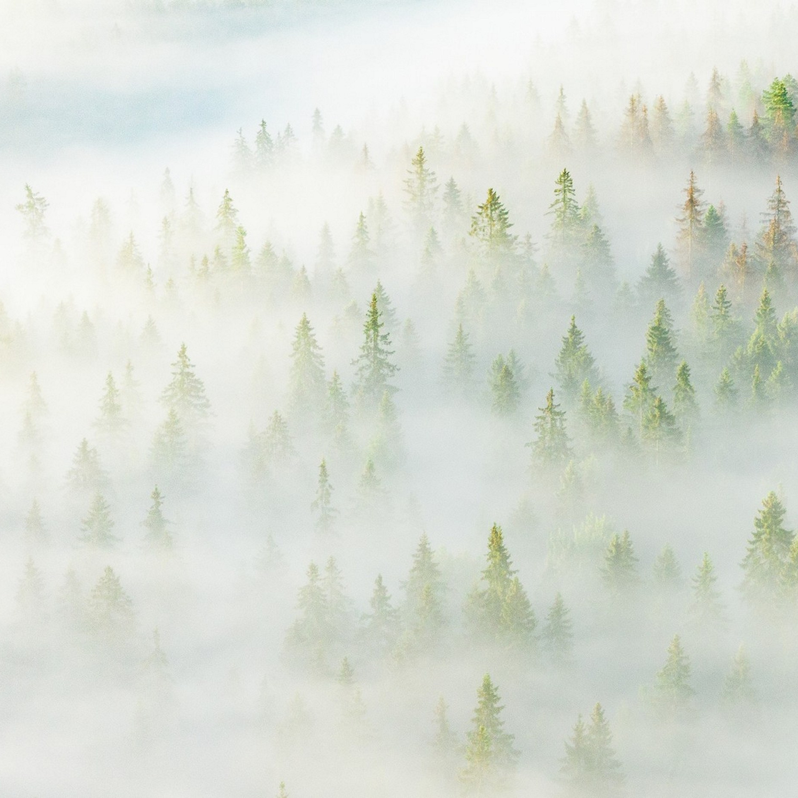 Карельский Перешеек