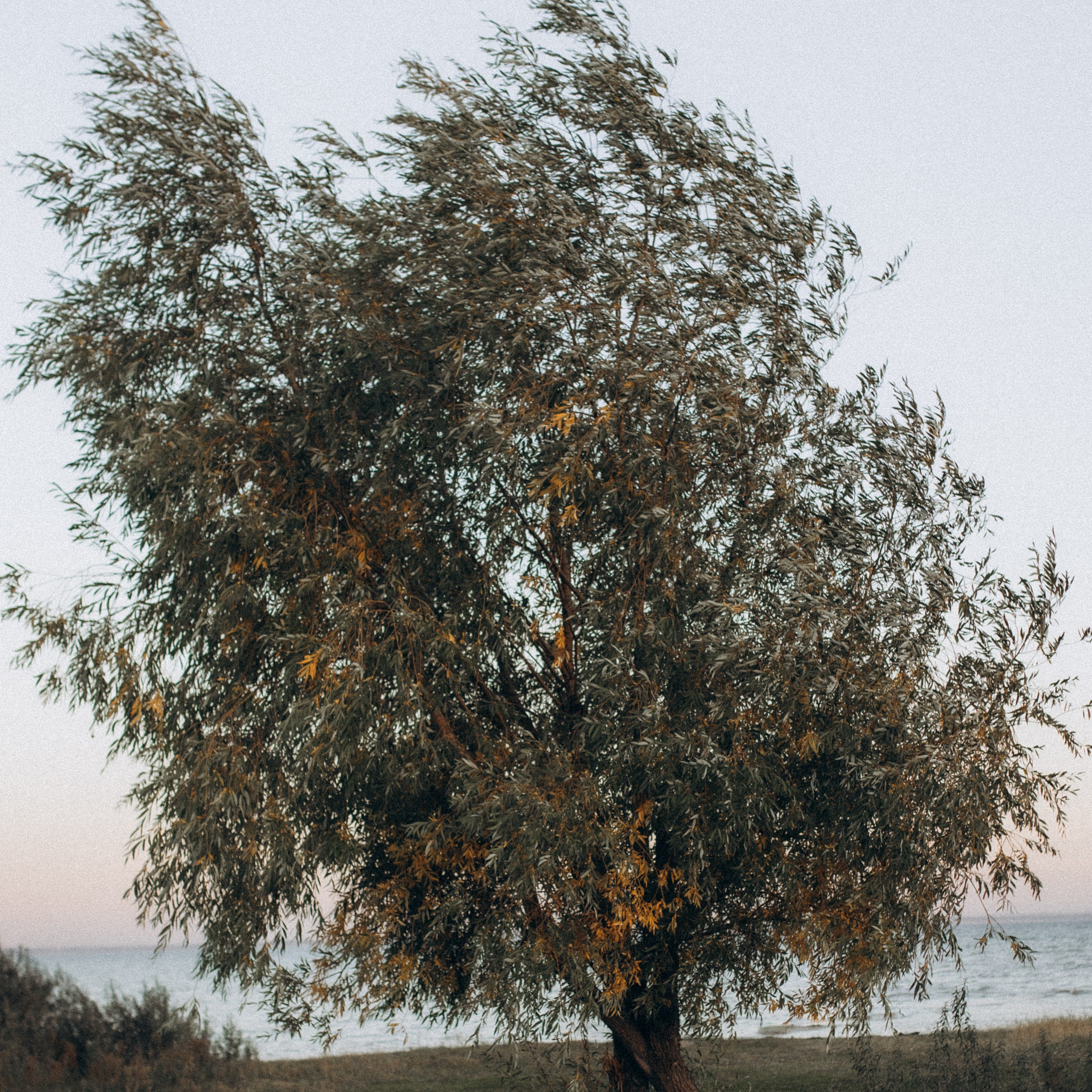 Юля, Милана, Тимур и Добби, осенняя история