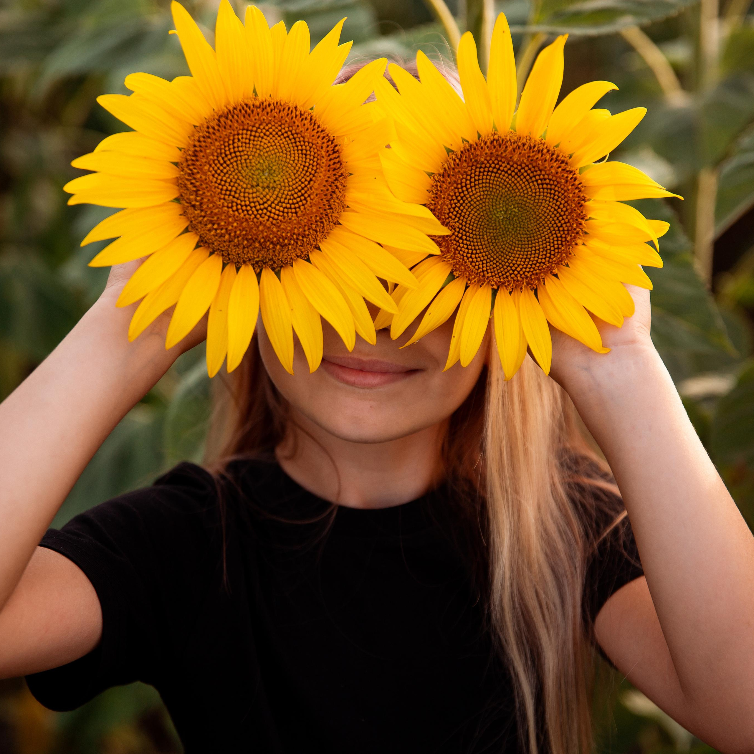 Подсолнухи