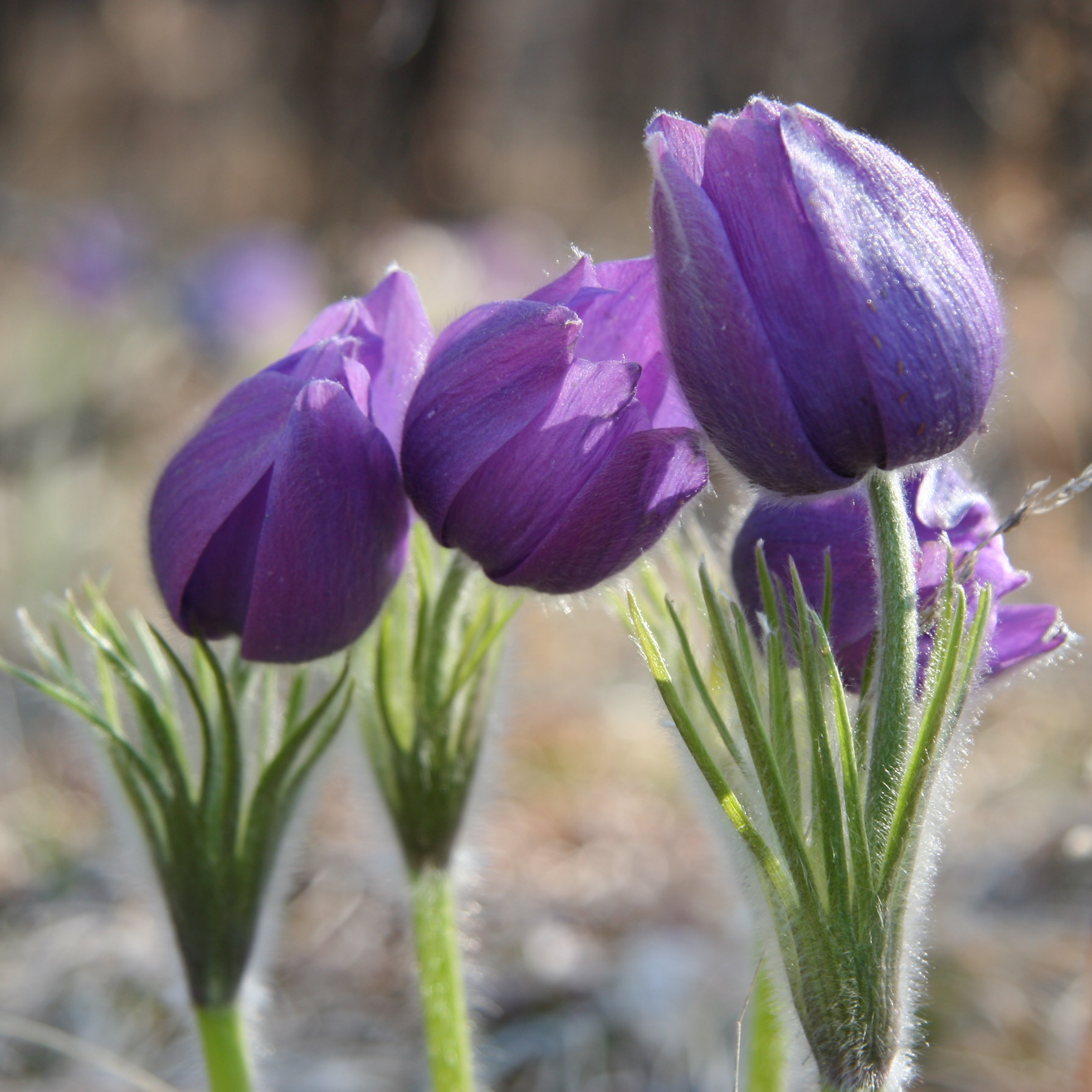 Природа Забайкалья