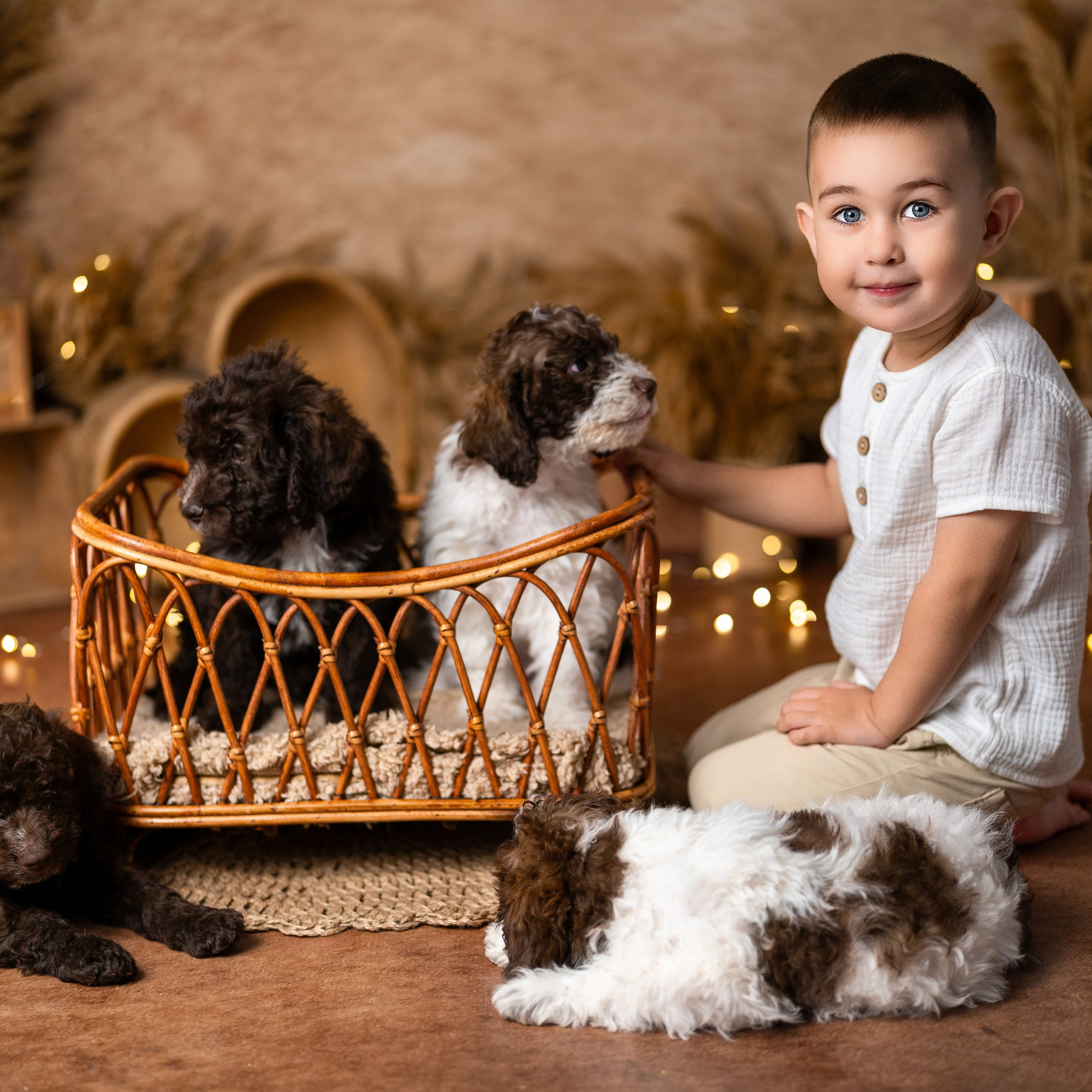 Щенки лаготто. Детский и семейный фотограф в Краснодаре Анастасия Blumberry