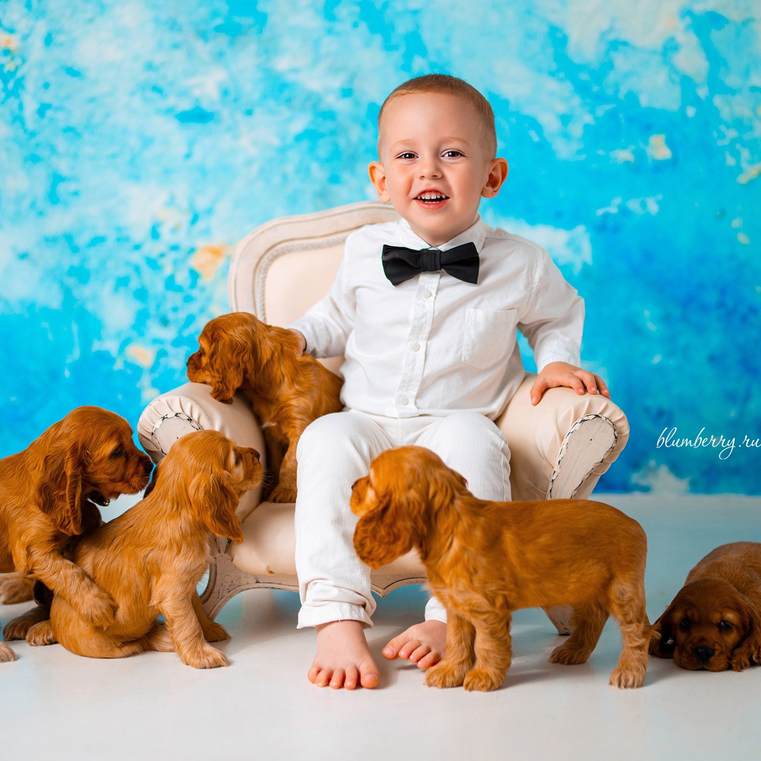 Щенки спаниеля. Детский и семейный фотограф в Краснодаре Анастасия Blumberry