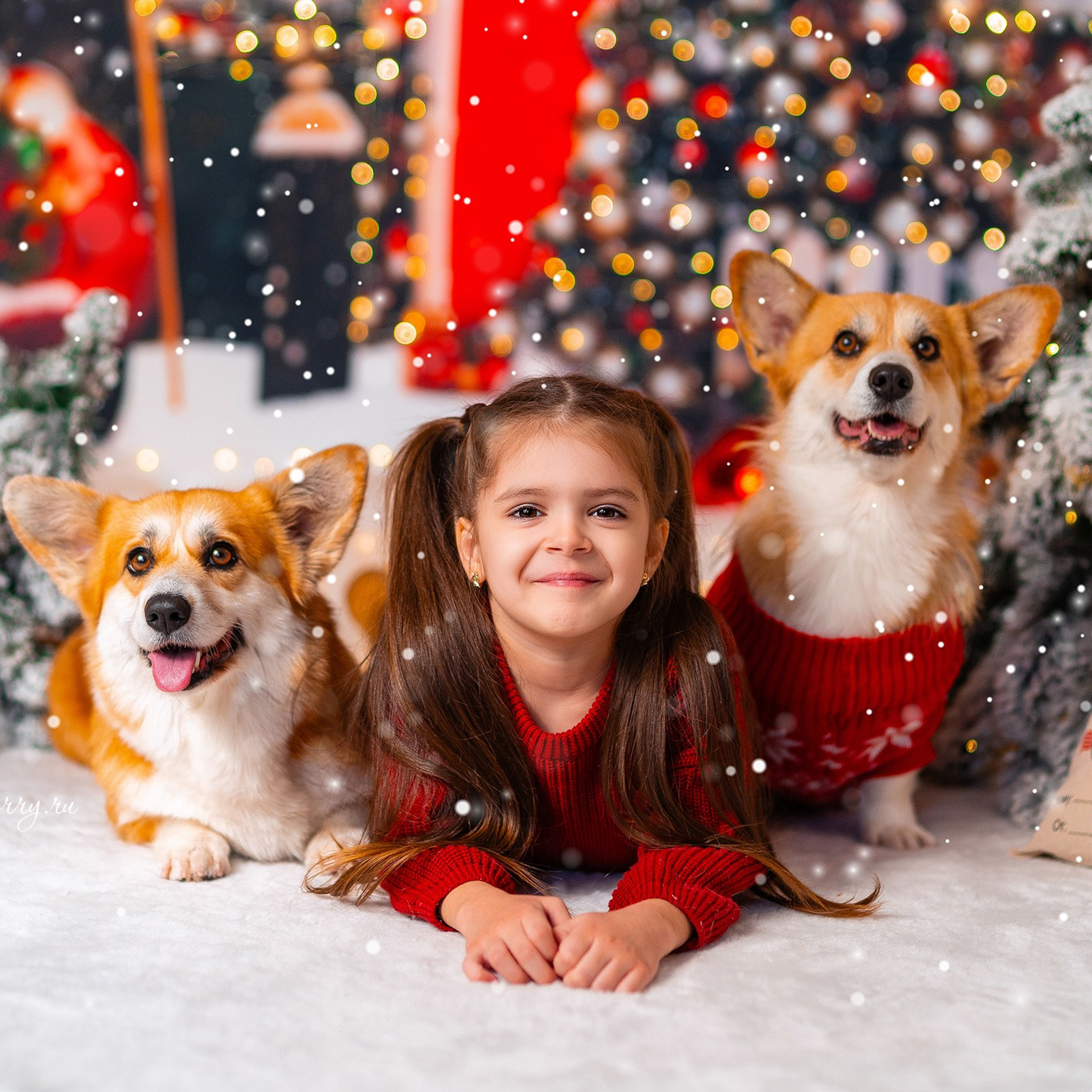 Новогодняя с корги. Детский и семейный фотограф в Краснодаре Анастасия Blumberry