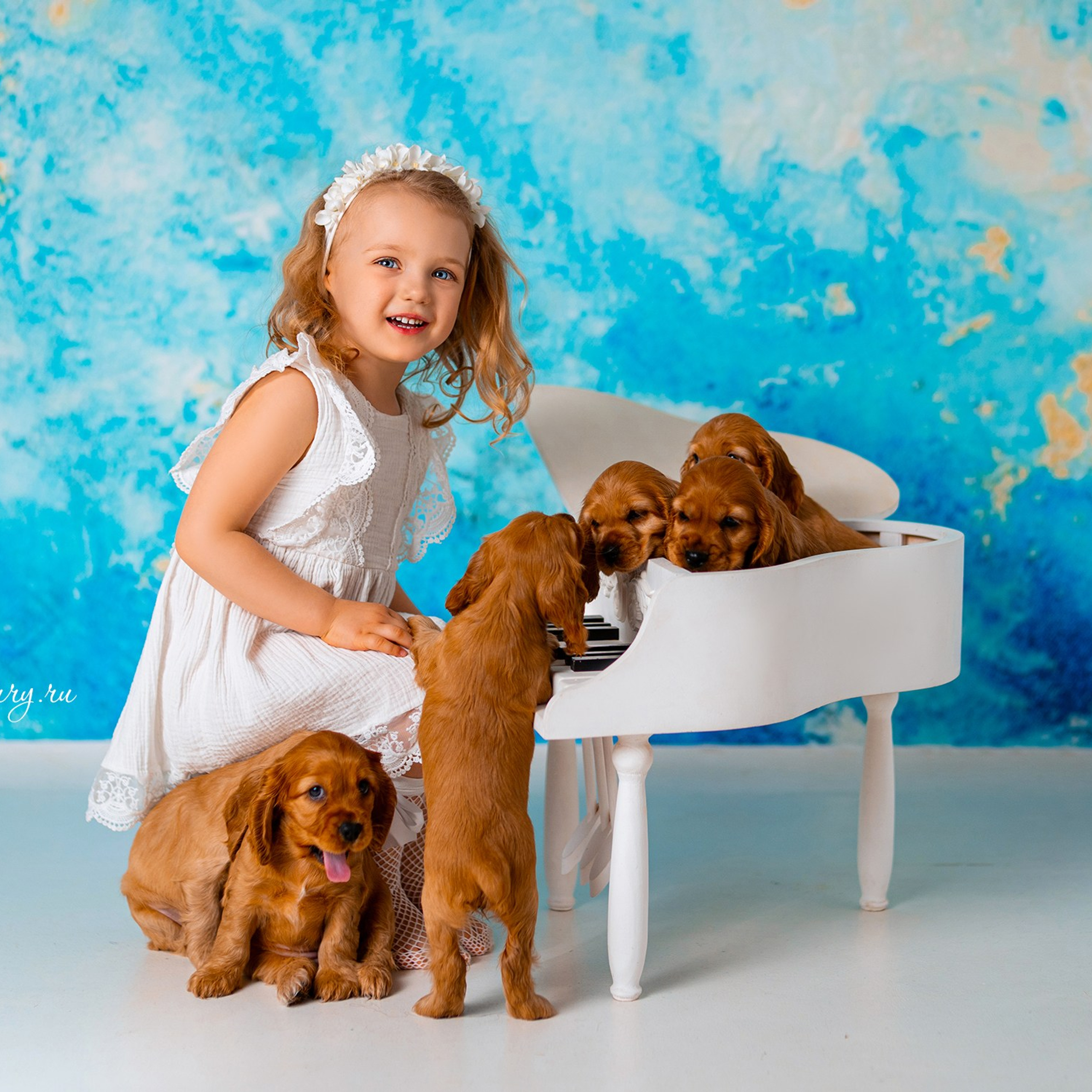 Щенки спаниеля. Детский и семейный фотограф в Краснодаре Анастасия Blumberry