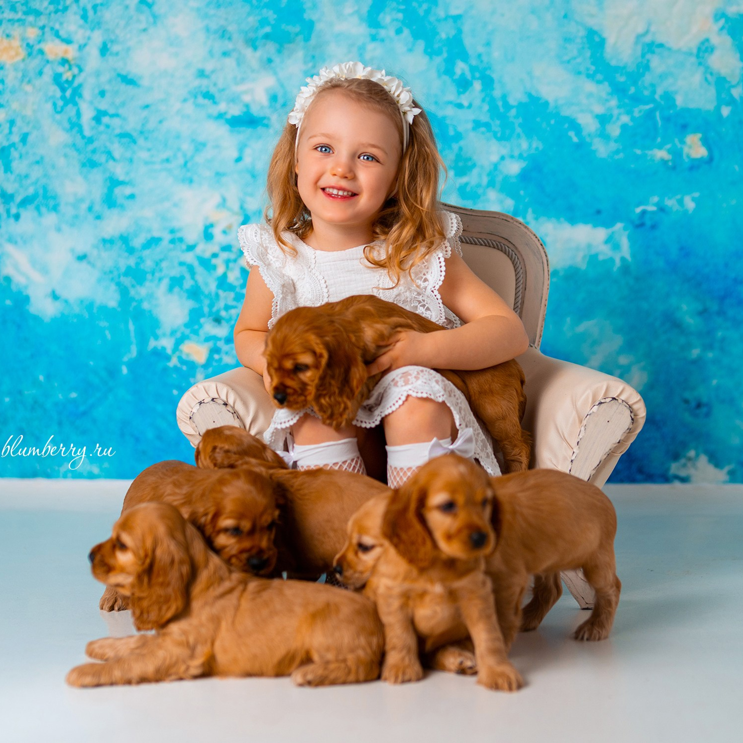 Щенки спаниеля. Детский и семейный фотограф в Краснодаре Анастасия Blumberry