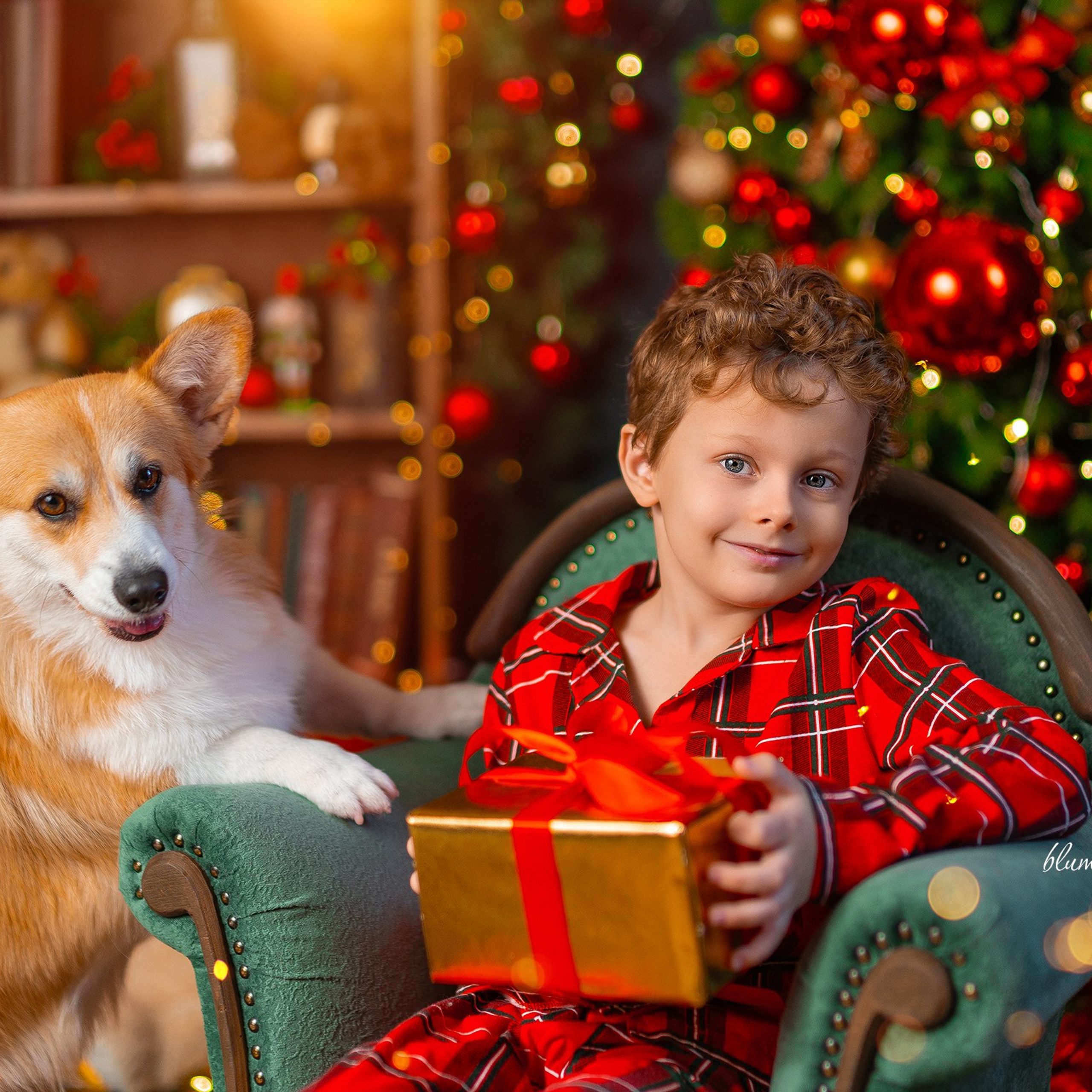 Новогодняя с корги. Детский и семейный фотограф в Краснодаре Анастасия Blumberry