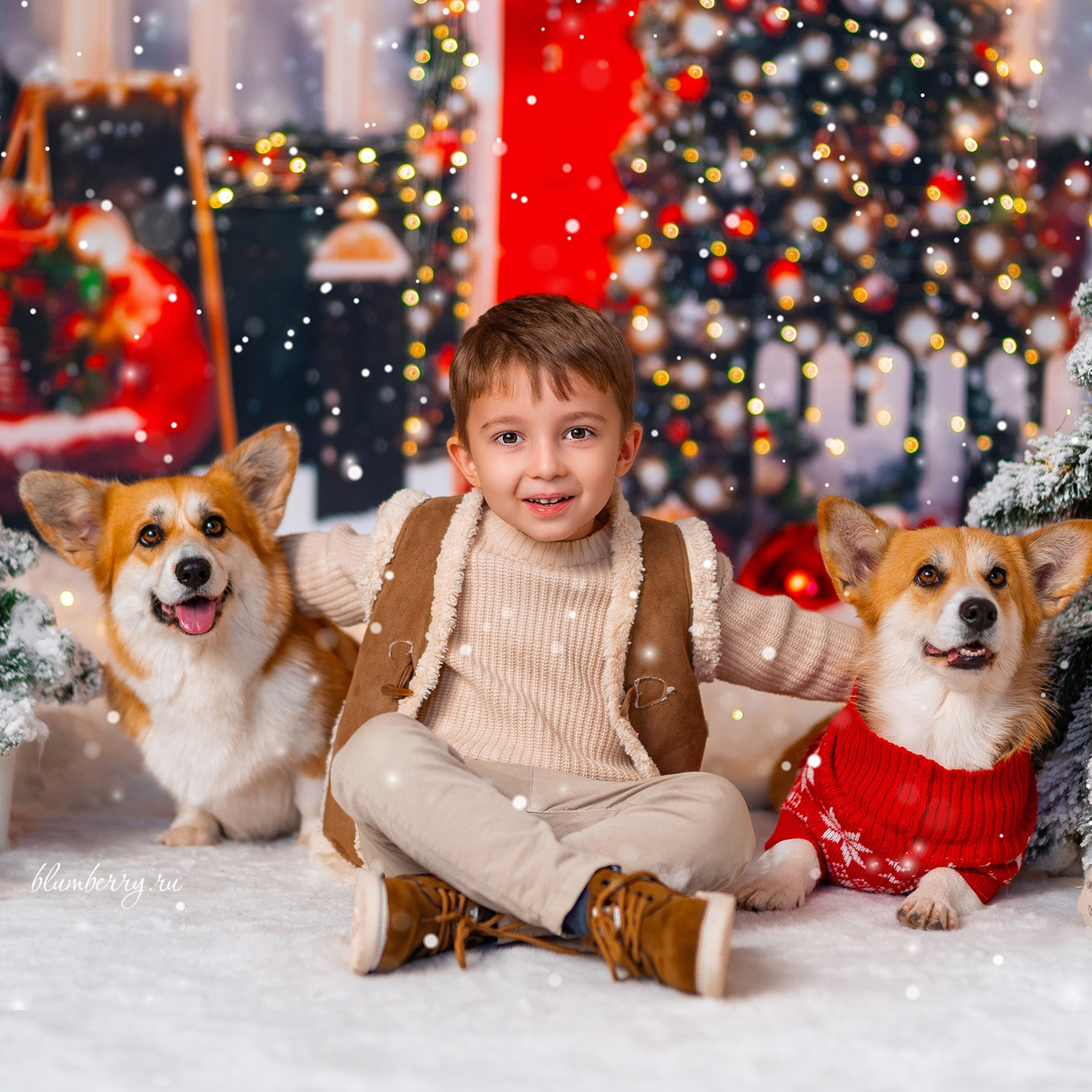Новогодняя с корги. Детский и семейный фотограф в Краснодаре Анастасия Blumberry