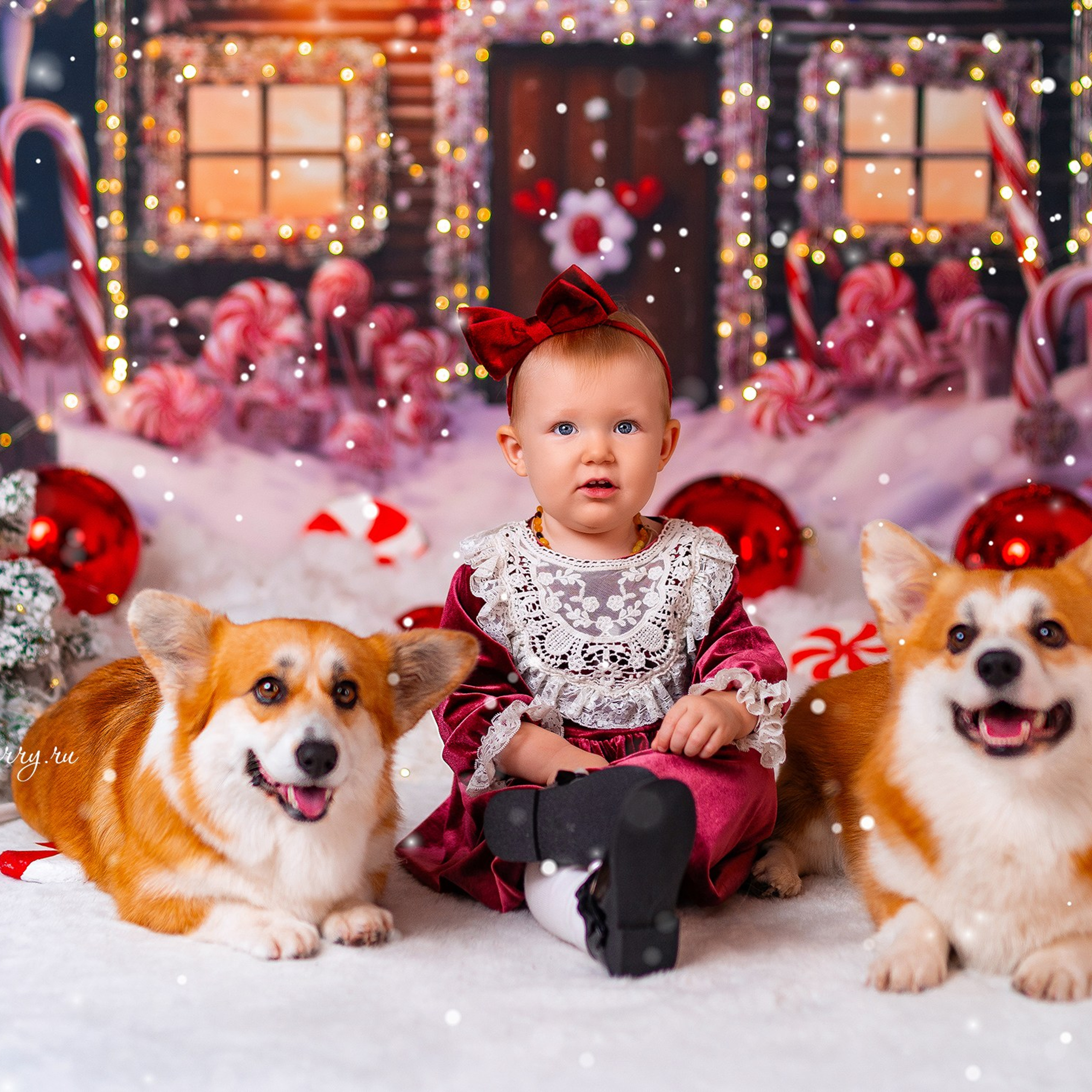 Новогодняя с корги. Детский и семейный фотограф в Краснодаре Анастасия Blumberry