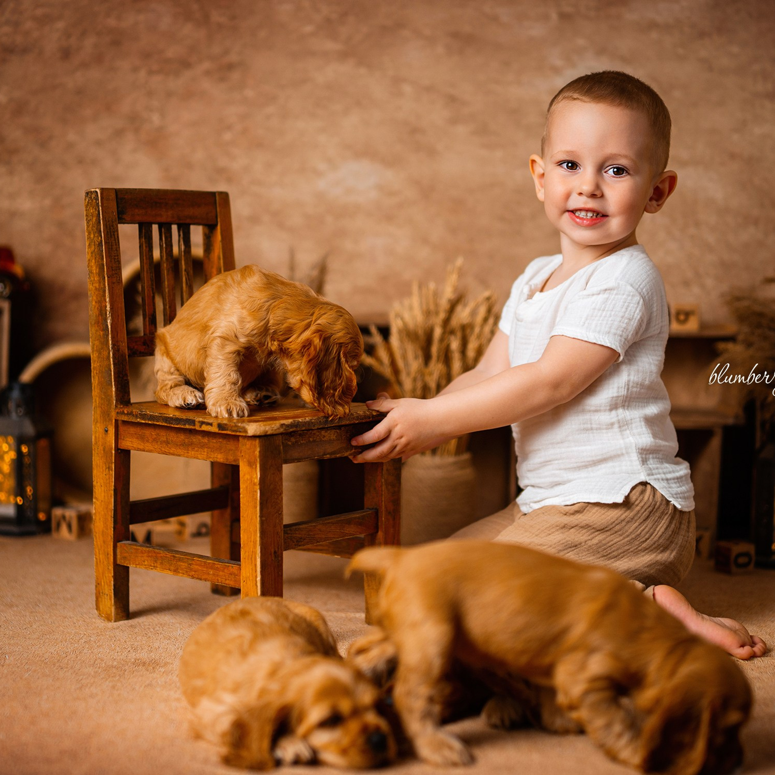 Щенки спаниеля. Детский и семейный фотограф в Краснодаре Анастасия Blumberry
