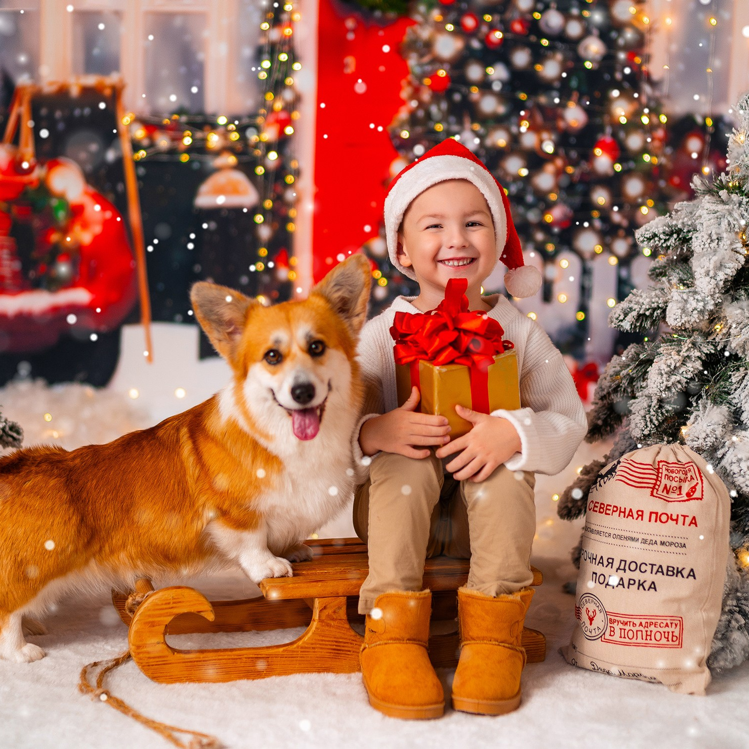 Новогодняя с корги. Детский и семейный фотограф в Краснодаре Анастасия Blumberry