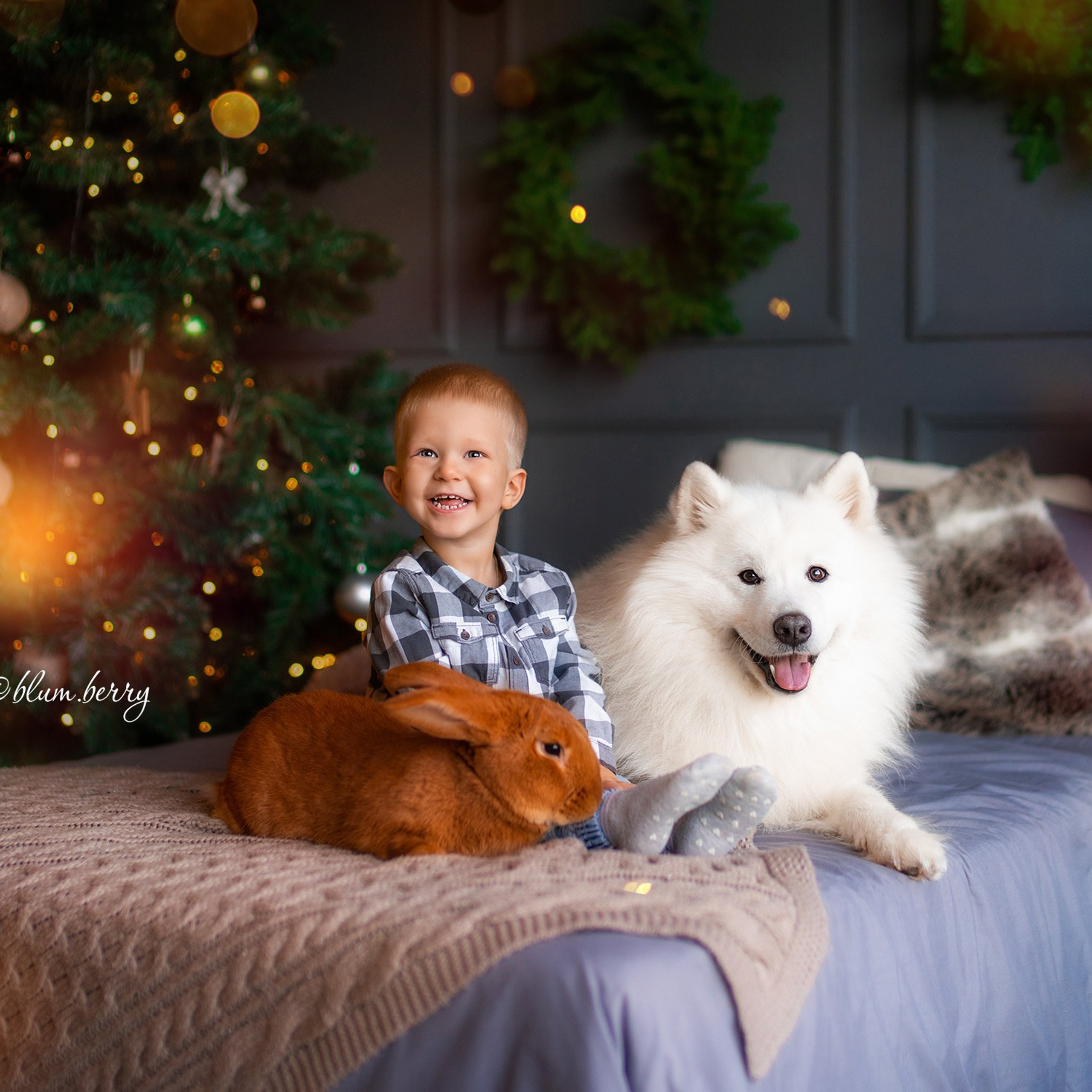 Новогодняя с самоедом и кроликом. Детский и семейный фотограф в Краснодаре Анастасия Blumberry