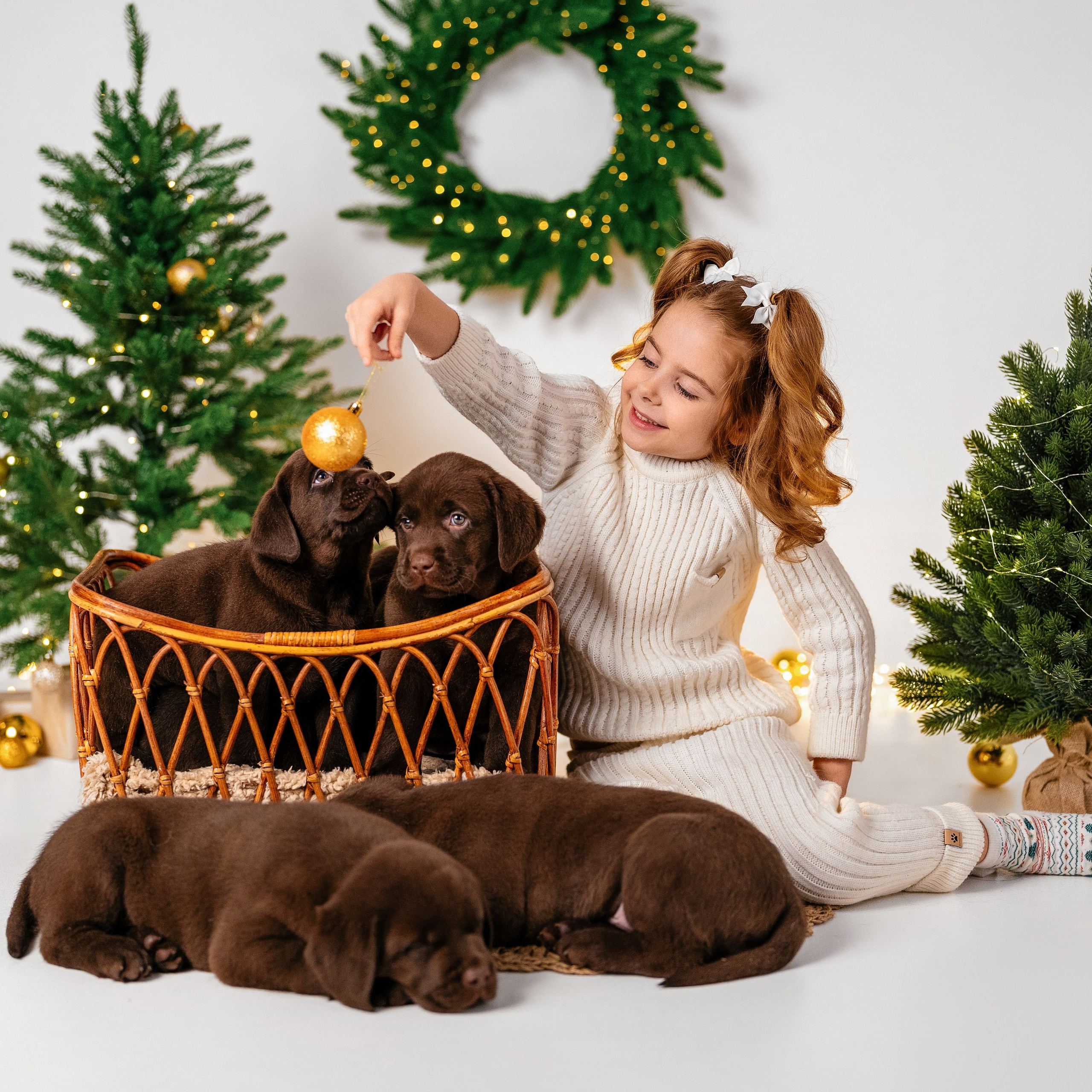 Щенки лабрадоры. Детский и семейный фотограф в Краснодаре Анастасия Blumberry