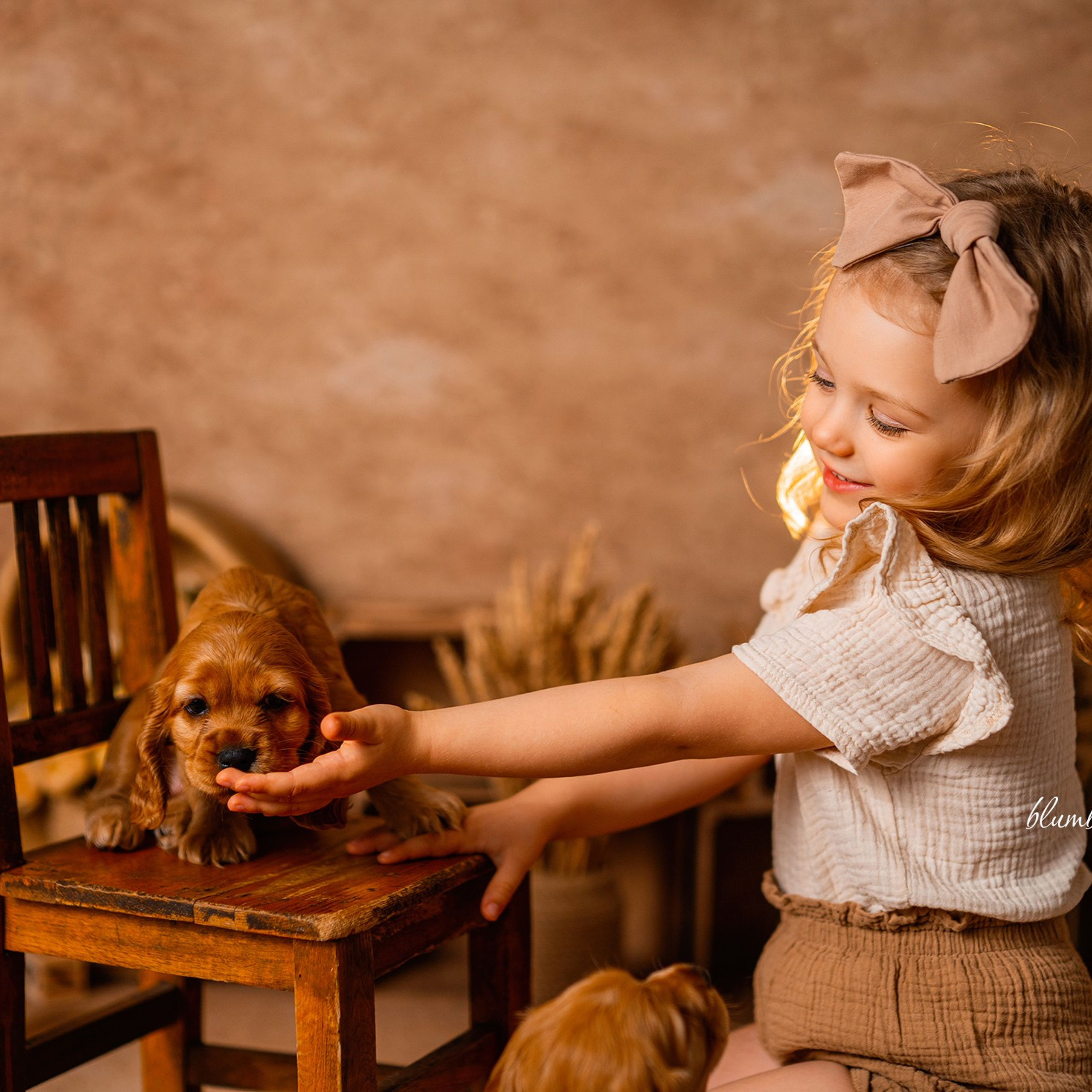 Щенки спаниеля. Детский и семейный фотограф в Краснодаре Анастасия Blumberry