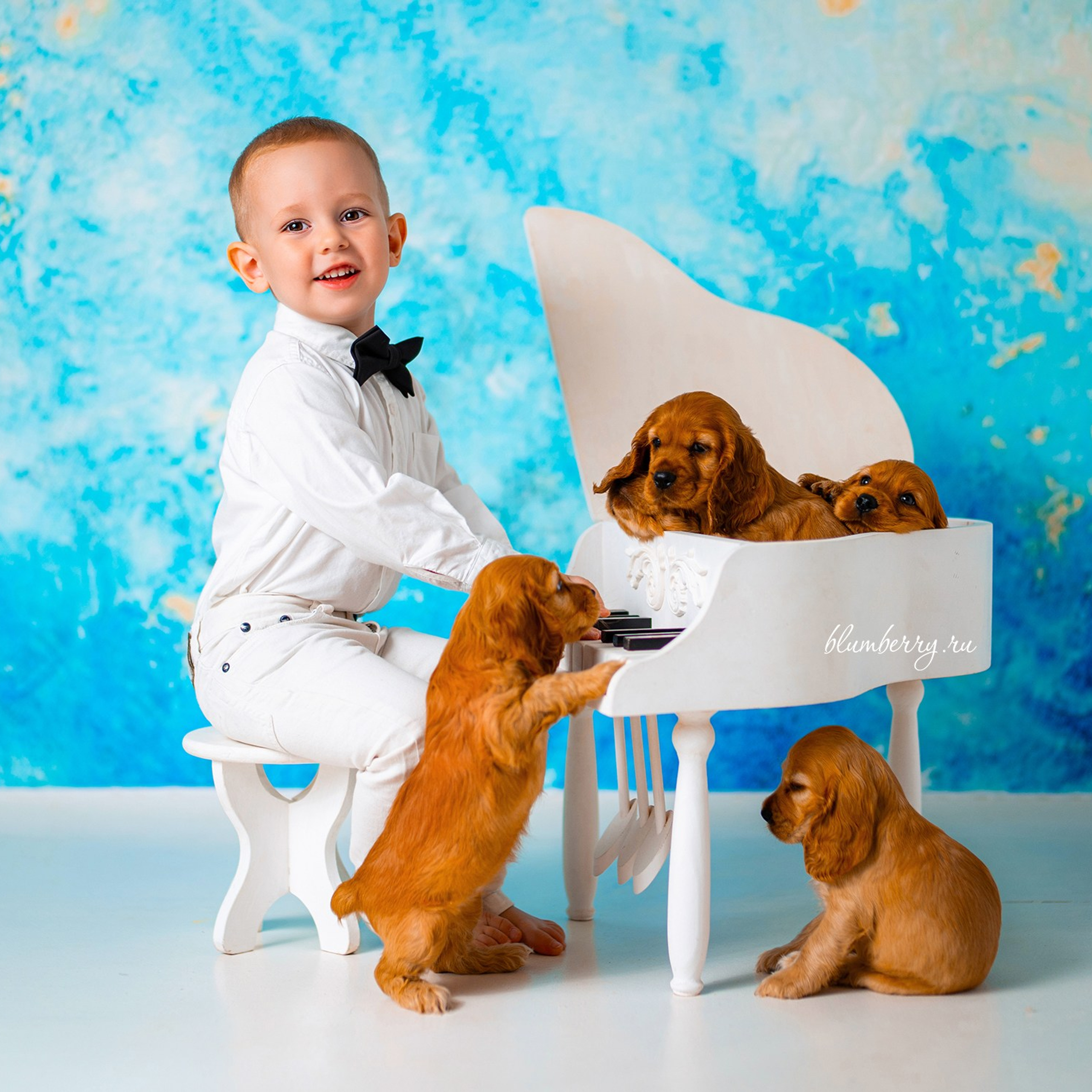 Щенки спаниеля. Детский и семейный фотограф в Краснодаре Анастасия Blumberry