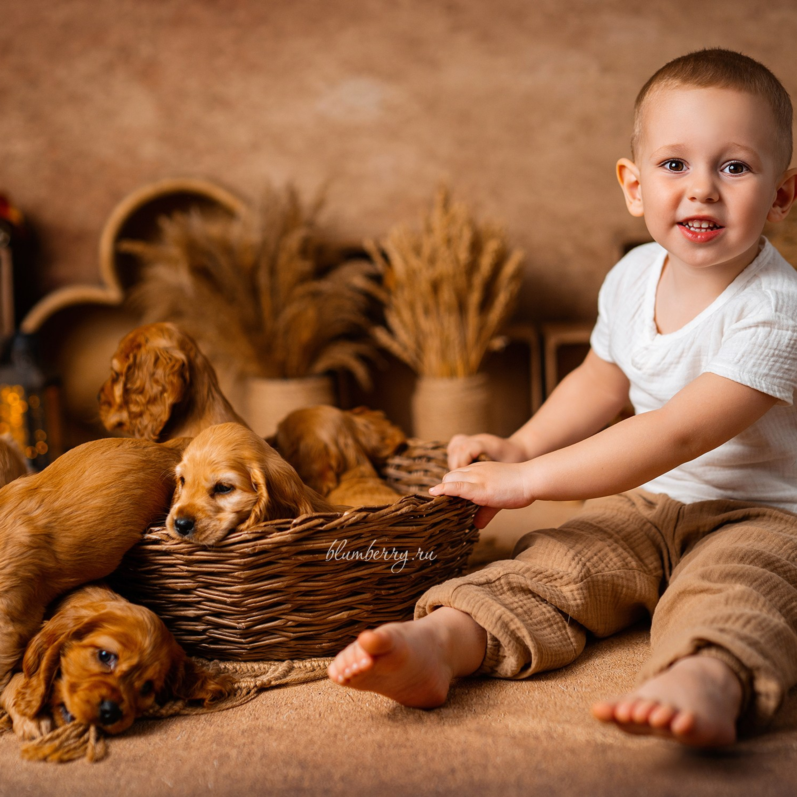 Щенки спаниеля. Детский и семейный фотограф в Краснодаре Анастасия Blumberry
