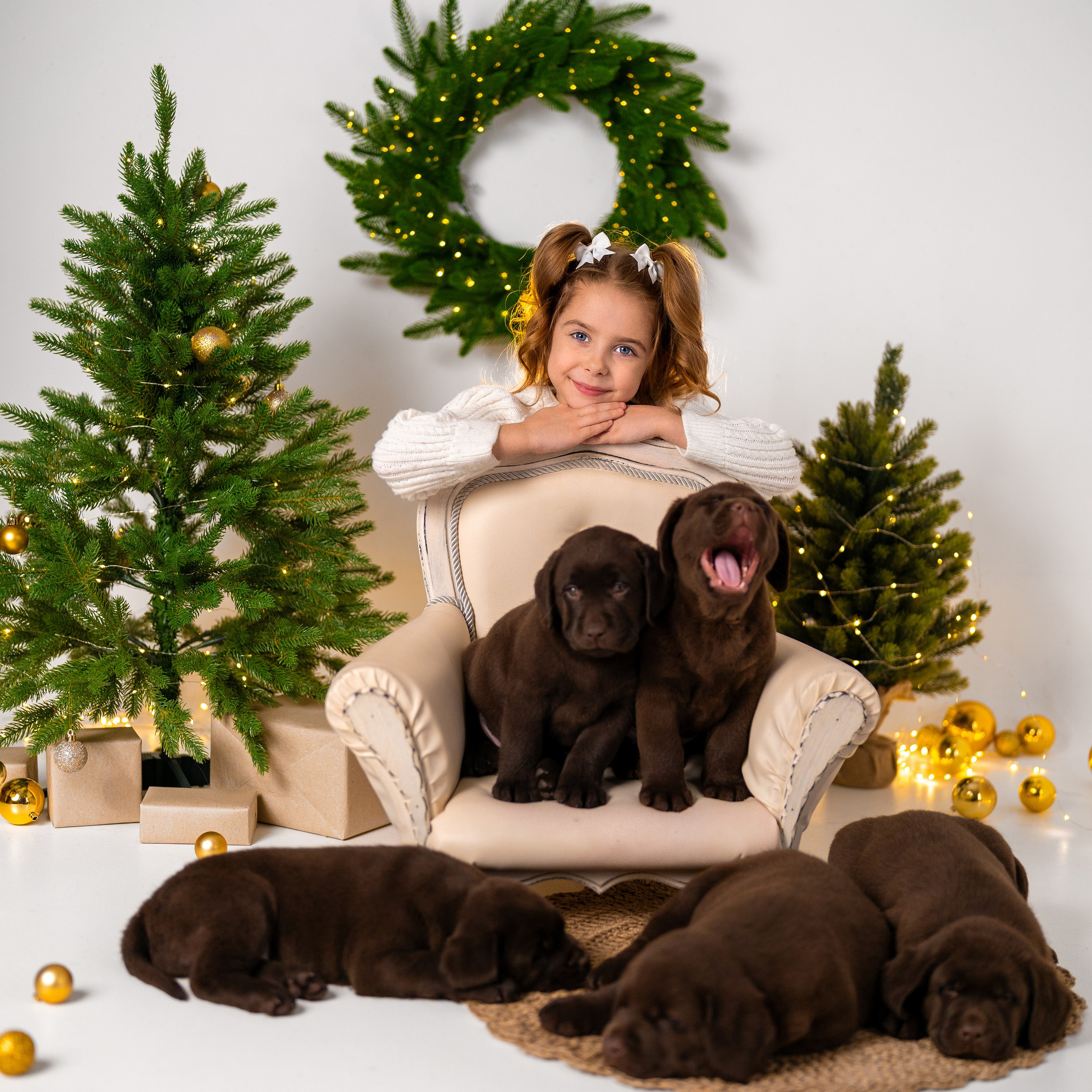 Щенки лабрадоры. Детский и семейный фотограф в Краснодаре Анастасия Blumberry