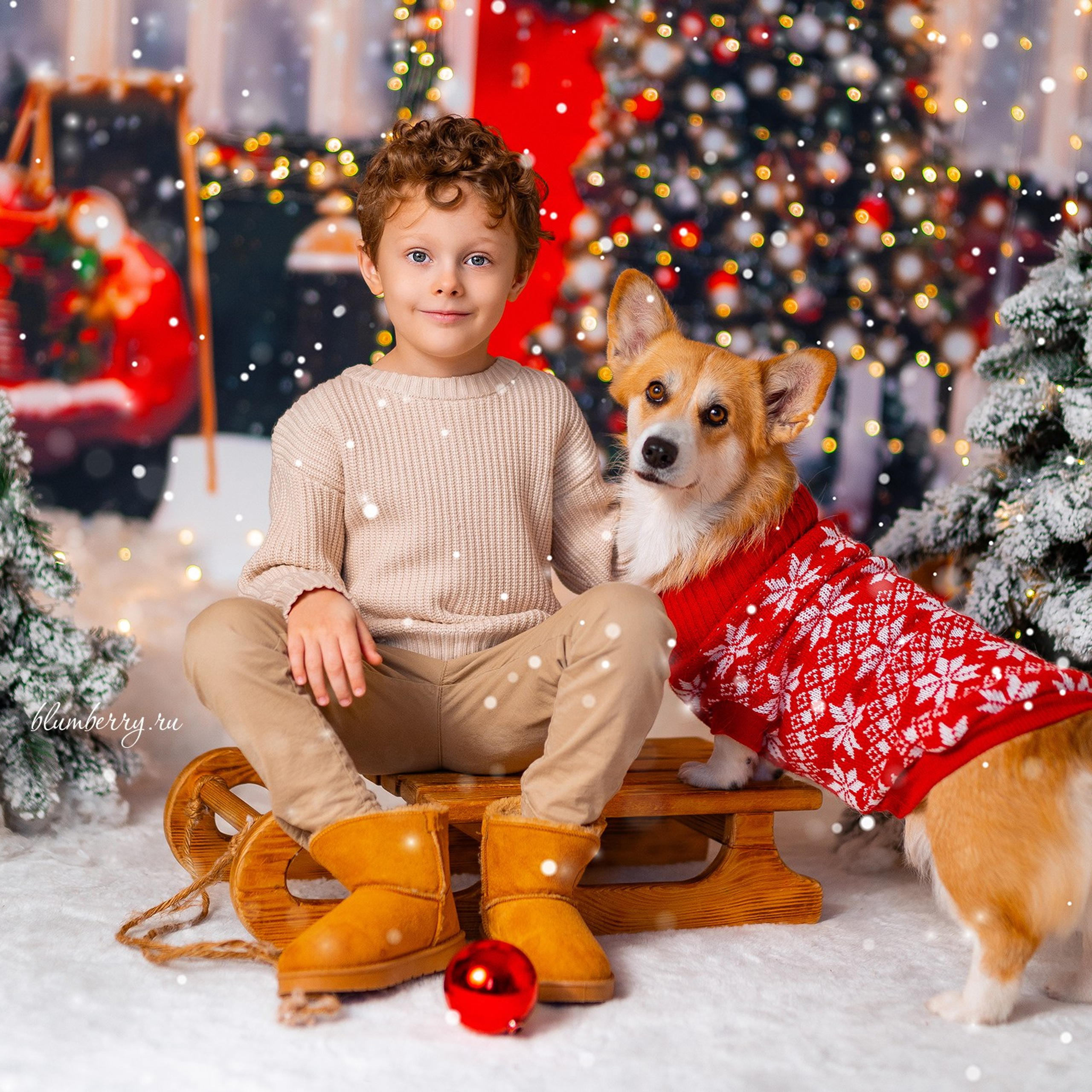 Новогодняя с корги. Детский и семейный фотограф в Краснодаре Анастасия Blumberry