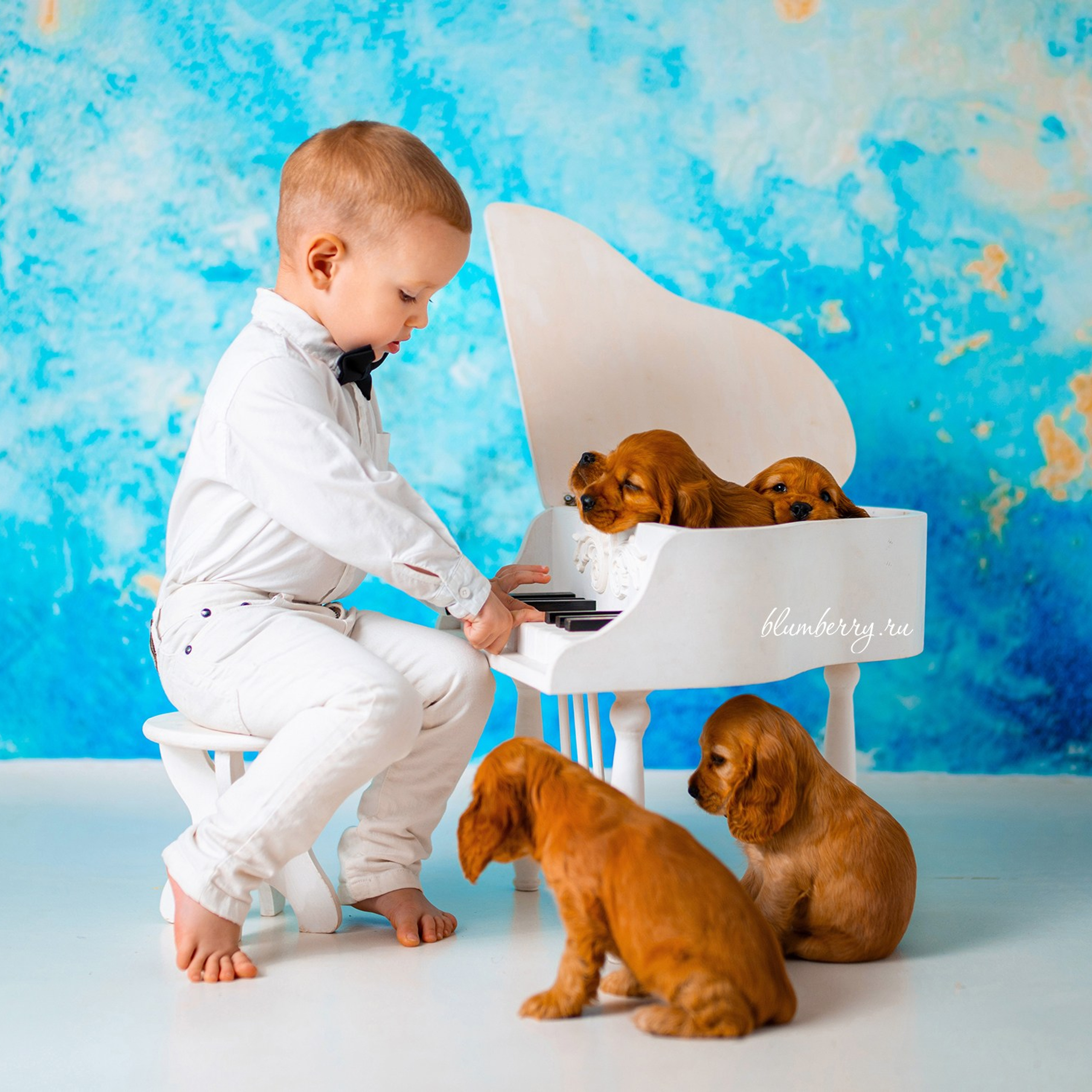 Щенки спаниеля. Детский и семейный фотограф в Краснодаре Анастасия Blumberry