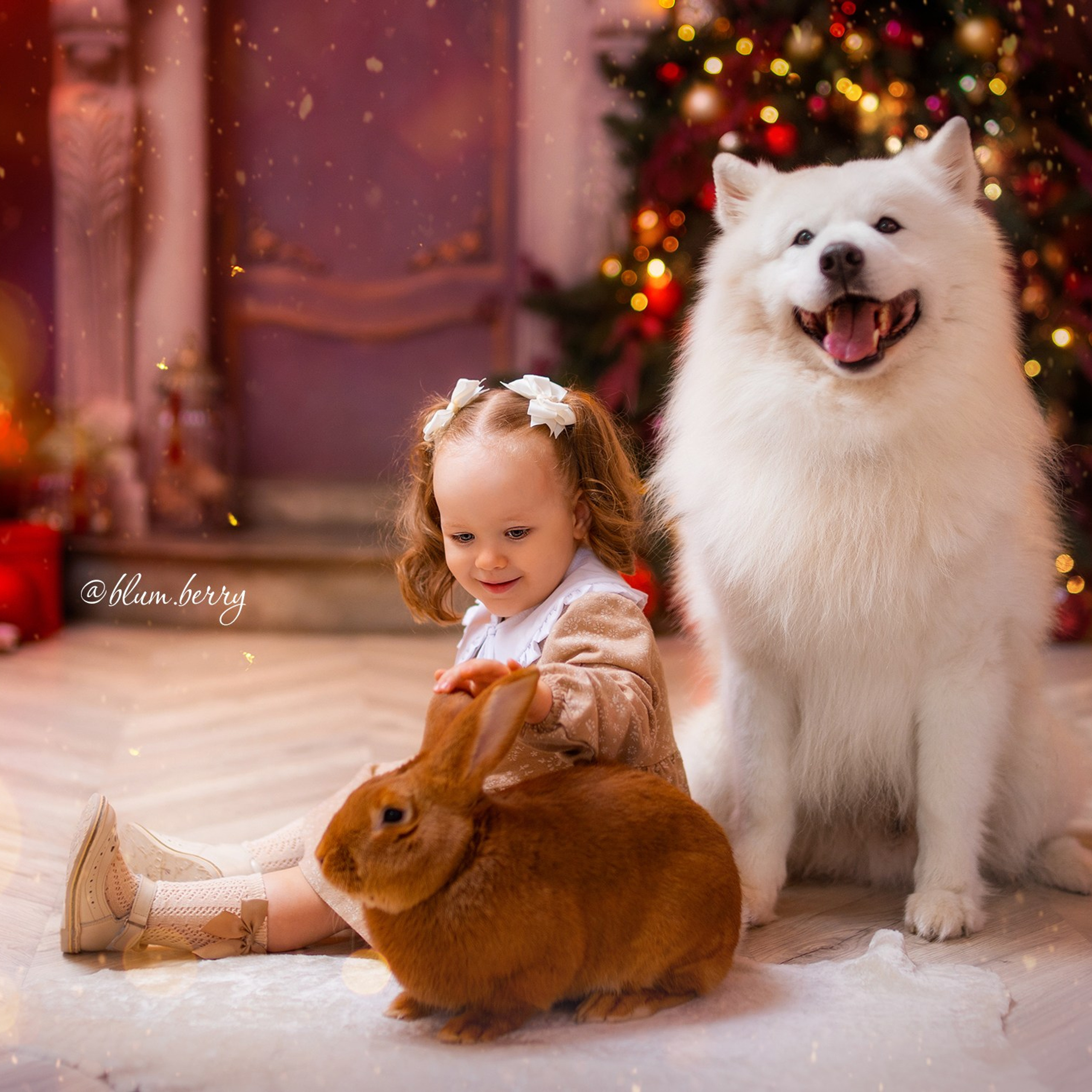 Новогодняя с самоедом и кроликом. Детский и семейный фотограф в Краснодаре Анастасия Blumberry