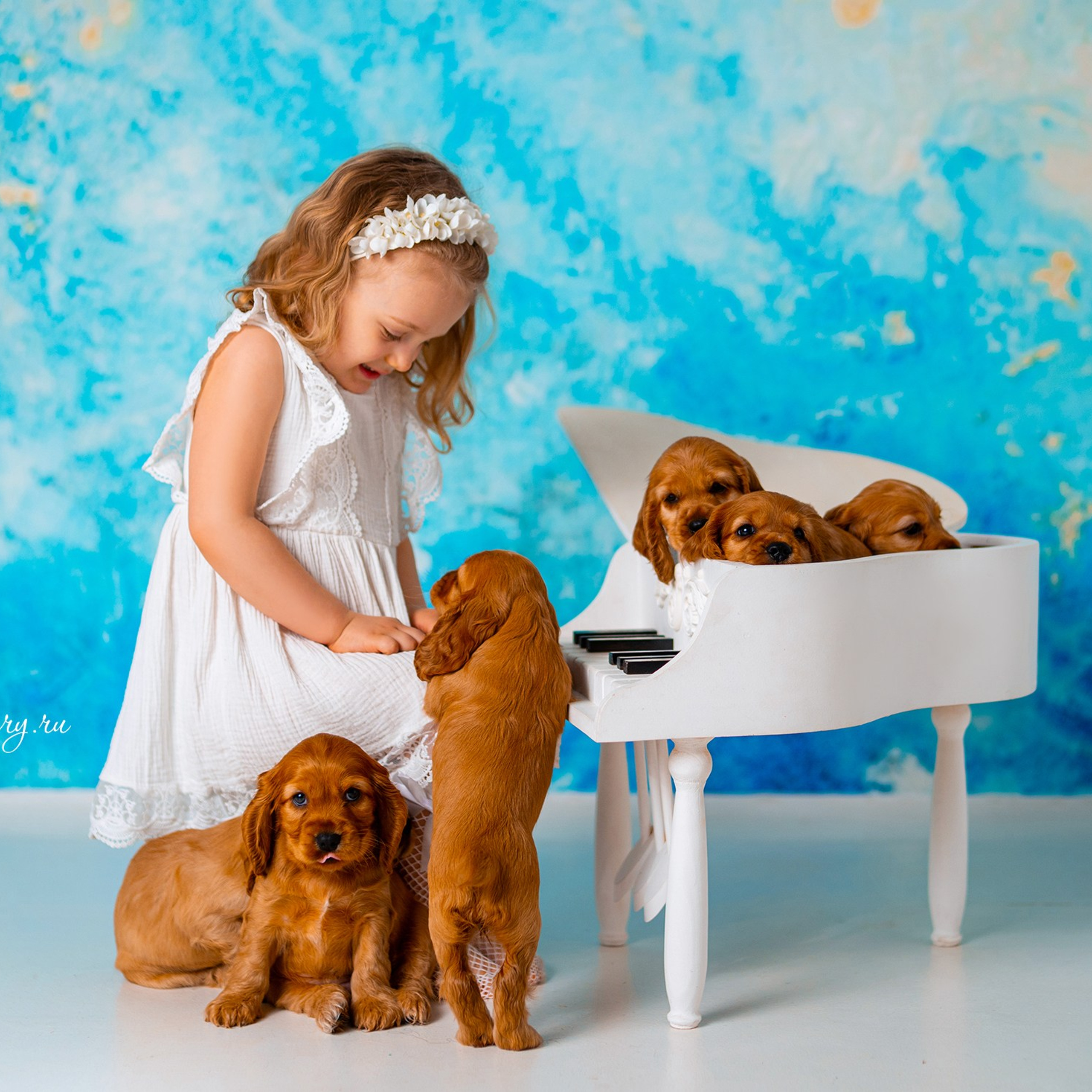 Щенки спаниеля. Детский и семейный фотограф в Краснодаре Анастасия Blumberry